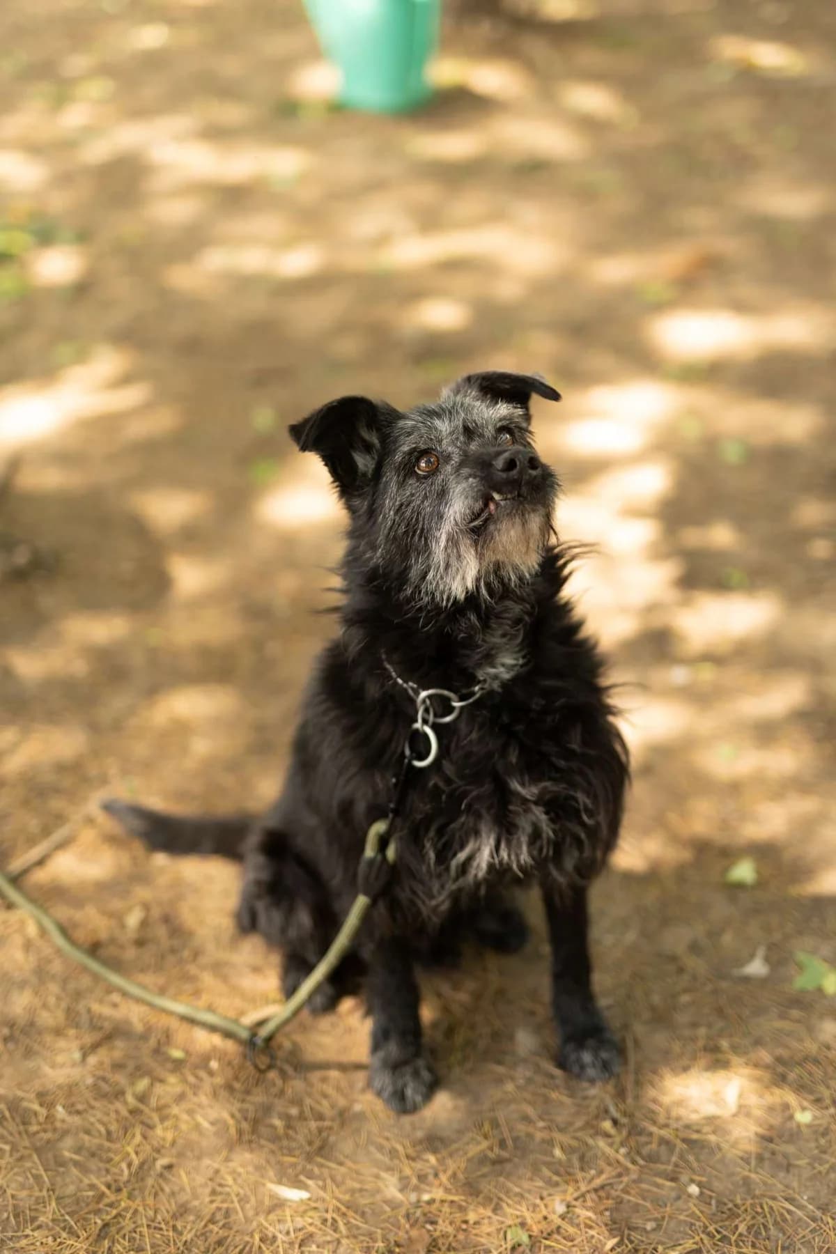 Hermès,  senior mixed breed for adoption at Pet Rescue Italia, Cornaredo