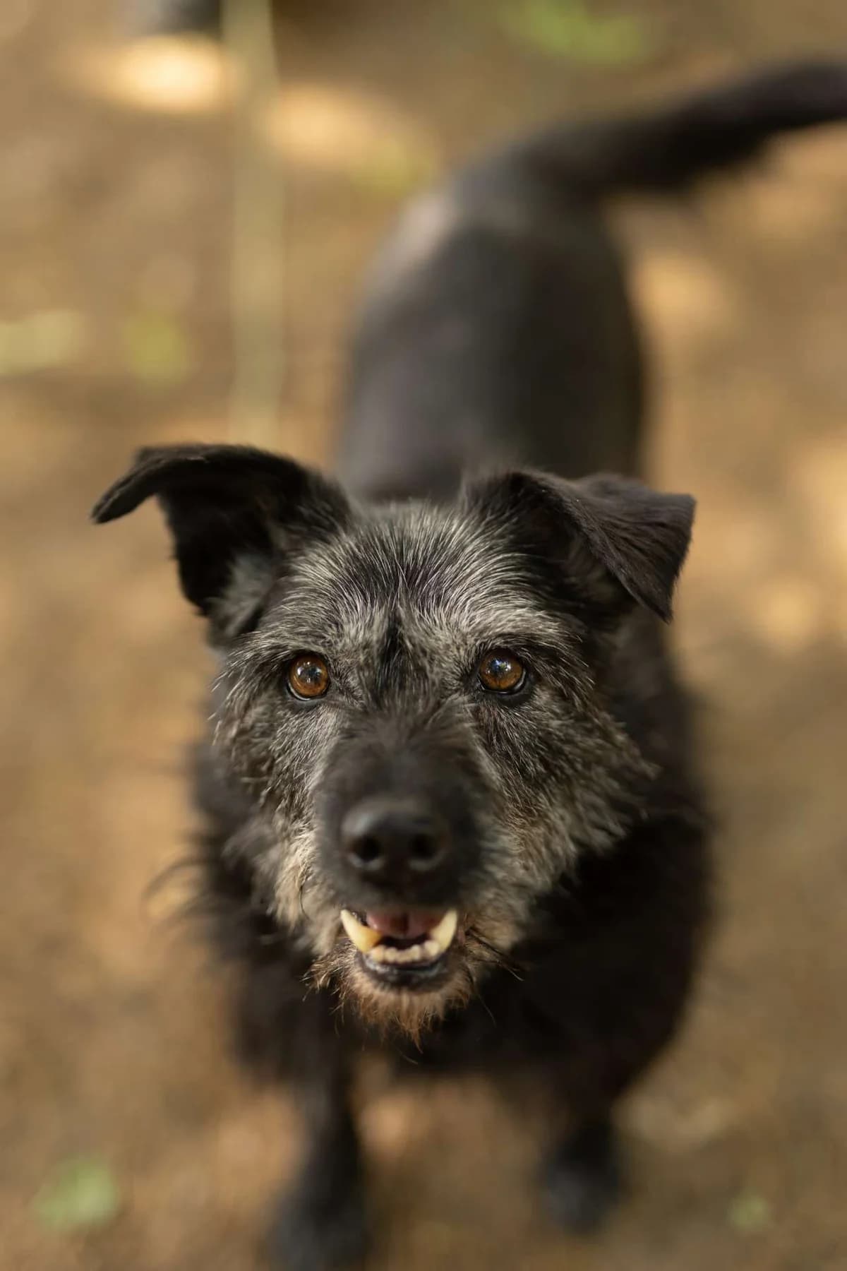 Hermès, senior mixed breed for adoption at Pet Rescue Italia, Cornaredo