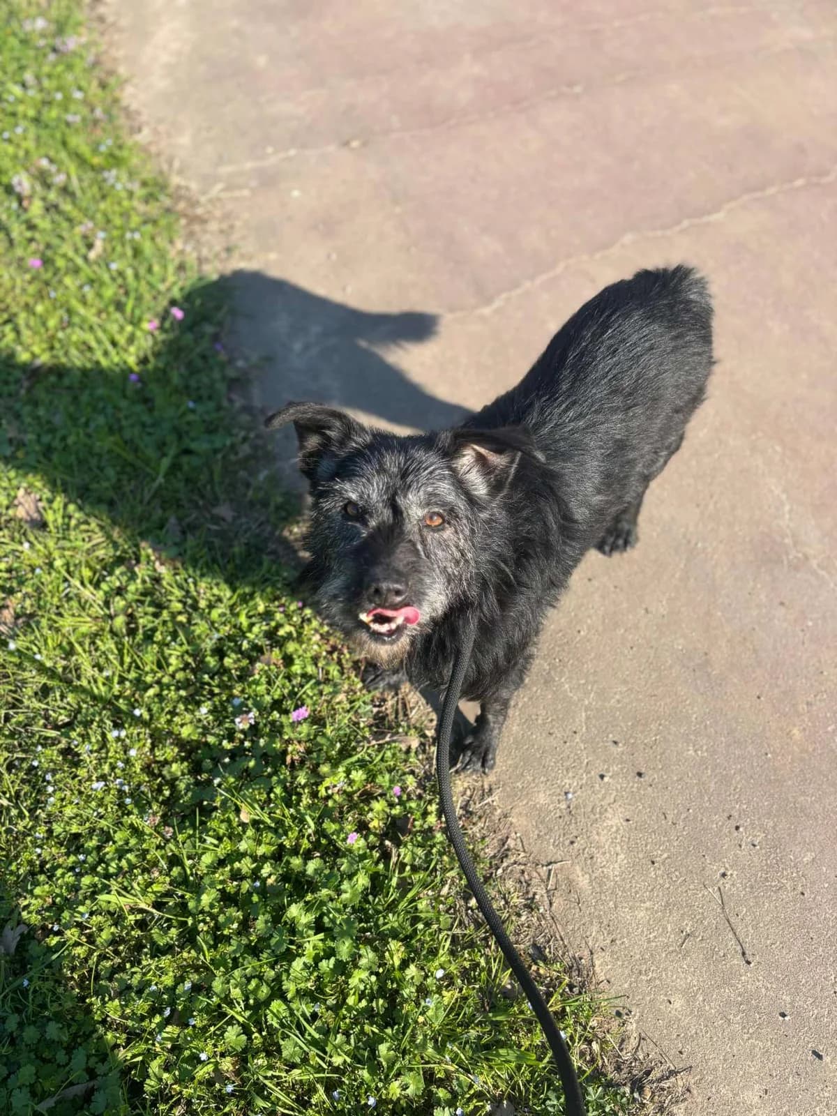 Hermès,  mixed breed for adoption at Pet Rescue Italia, Cornaredo — photo 3 of 5