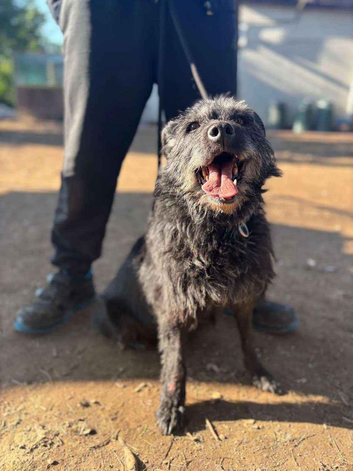 Hermès,  mixed breed for adoption at Pet Rescue Italia, Cornaredo — photo 4 of 5