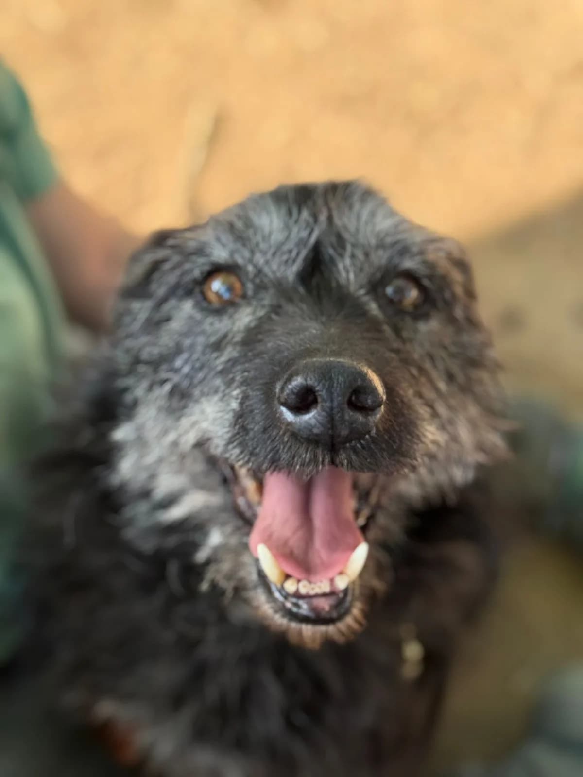Hermès,  senior mixed breed for adoption at Pet Rescue Italia, Cornaredo