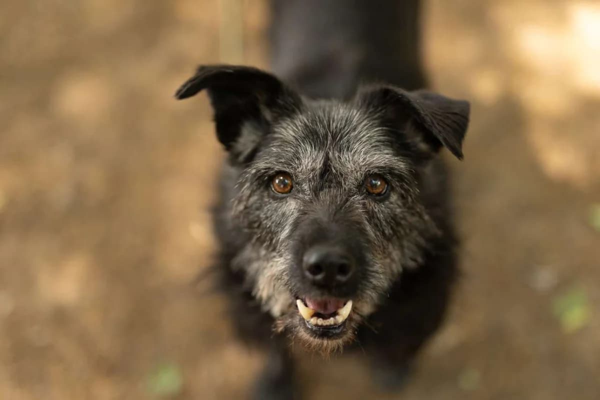 Hermès,  senior mixed breed for adoption at Pet Rescue Italia, Cornaredo