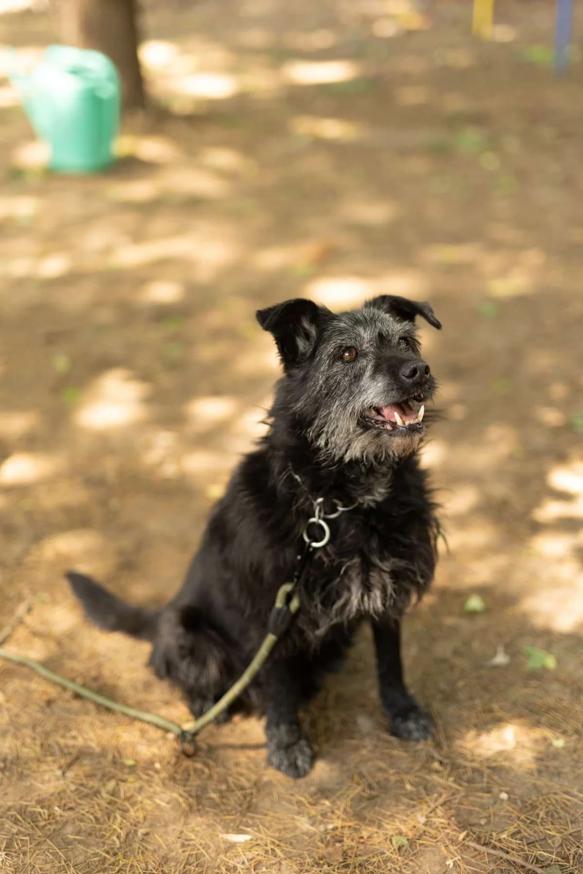 Hermès, senior mixed breed for adoption at Pet Rescue Italia, Cornaredo