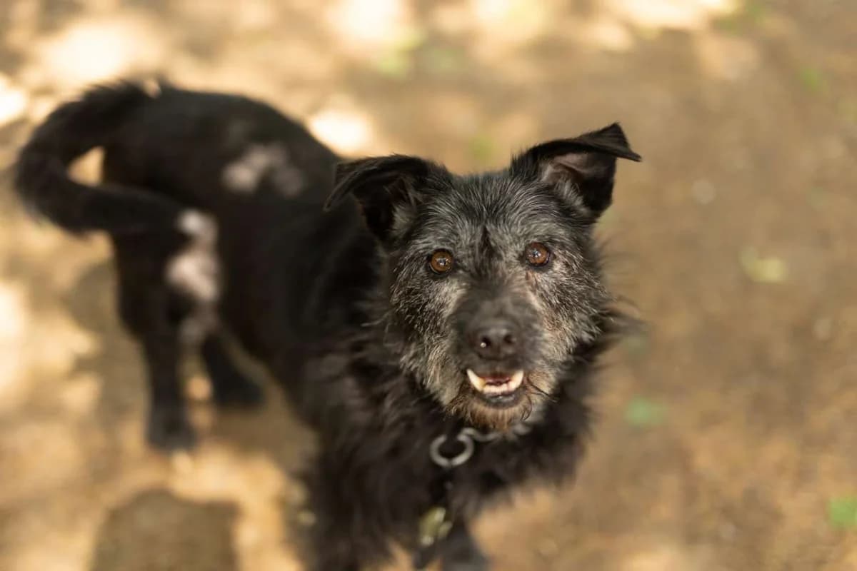 Hermès,  senior mixed breed for adoption at Pet Rescue Italia, Cornaredo