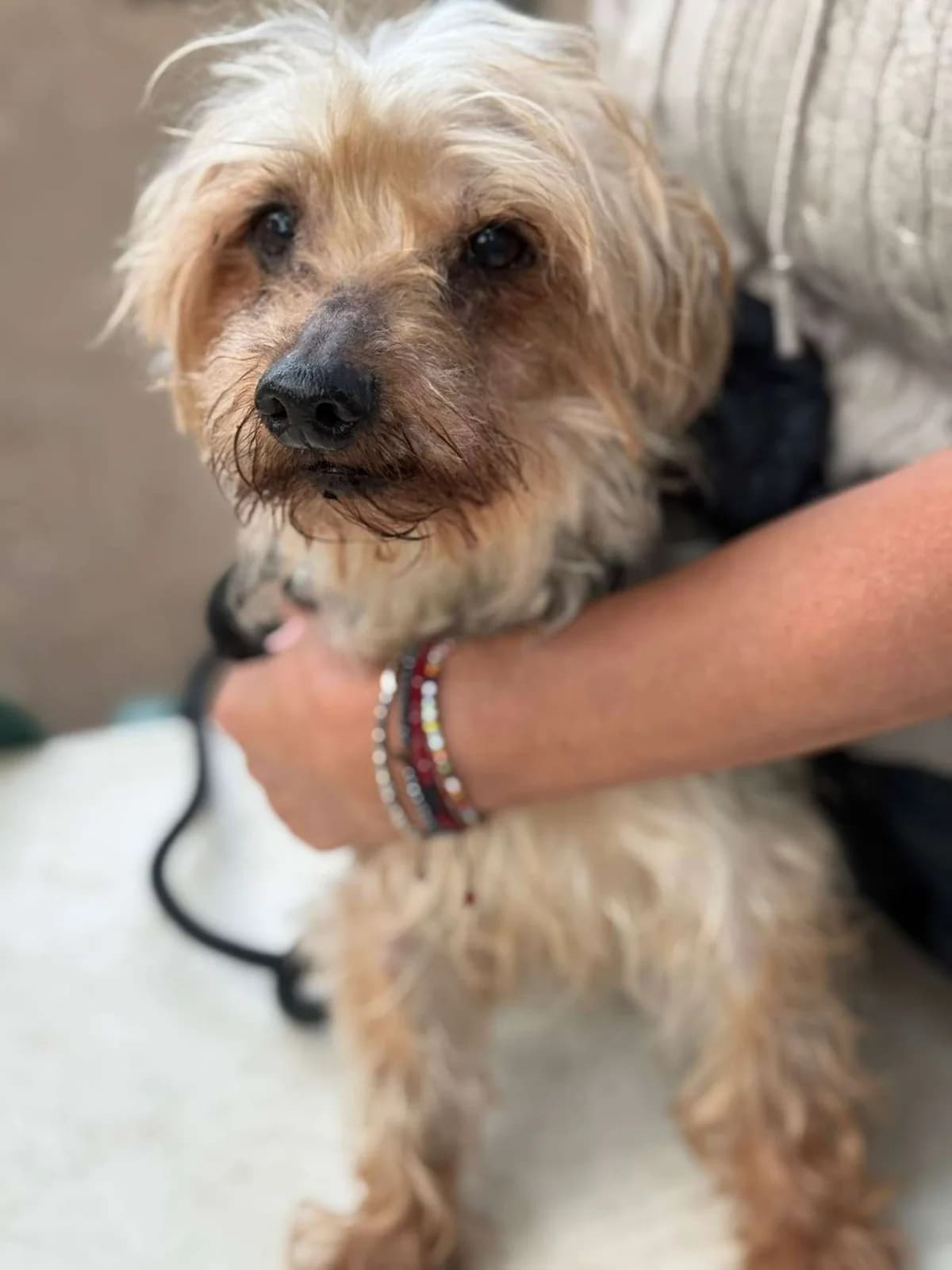 Jasper,  mixed breed for adoption at Pet Rescue Italia, Cornaredo