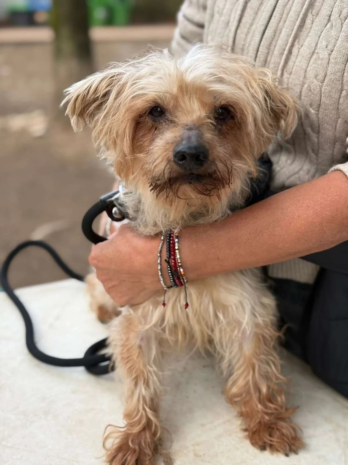 Jasper,  mixed breed for adoption at Pet Rescue Italia, Cornaredo — photo 2 of 3