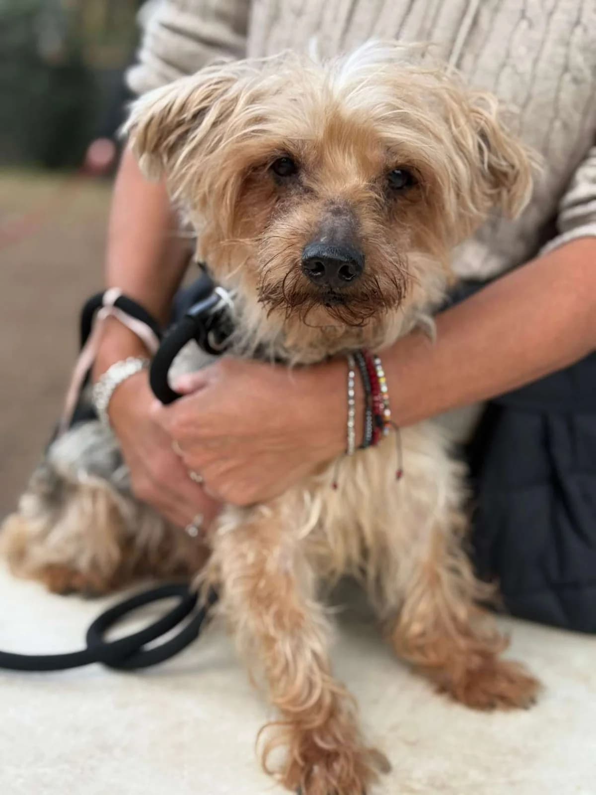 Jasper,  mixed breed for adoption at Pet Rescue Italia, Cornaredo — photo 3 of 3