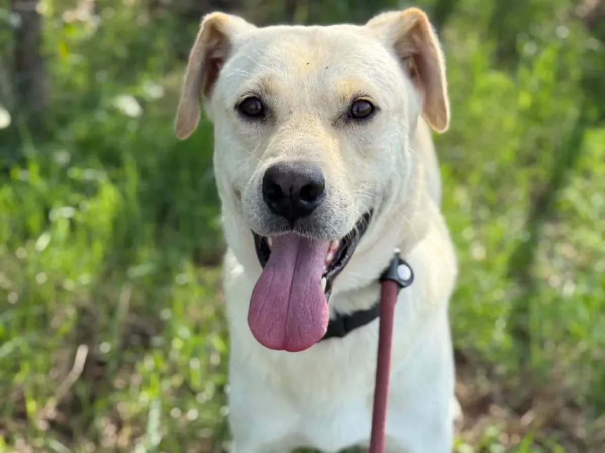 Jerry,  puppy mixed breed for adoption at Pet Rescue Italia, Cornaredo