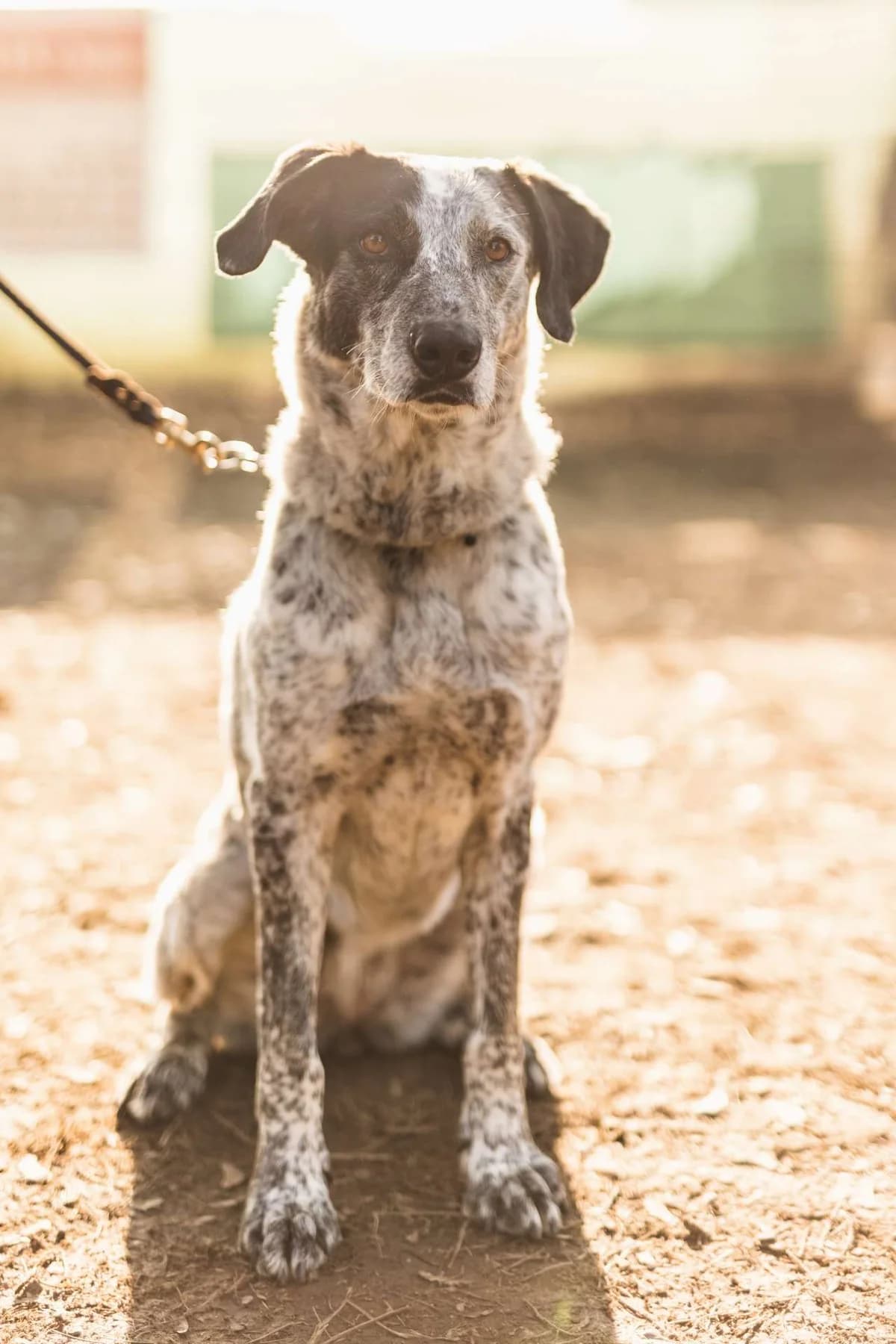 Jole,  mixed breed for adoption at Pet Rescue Italia, Cornaredo