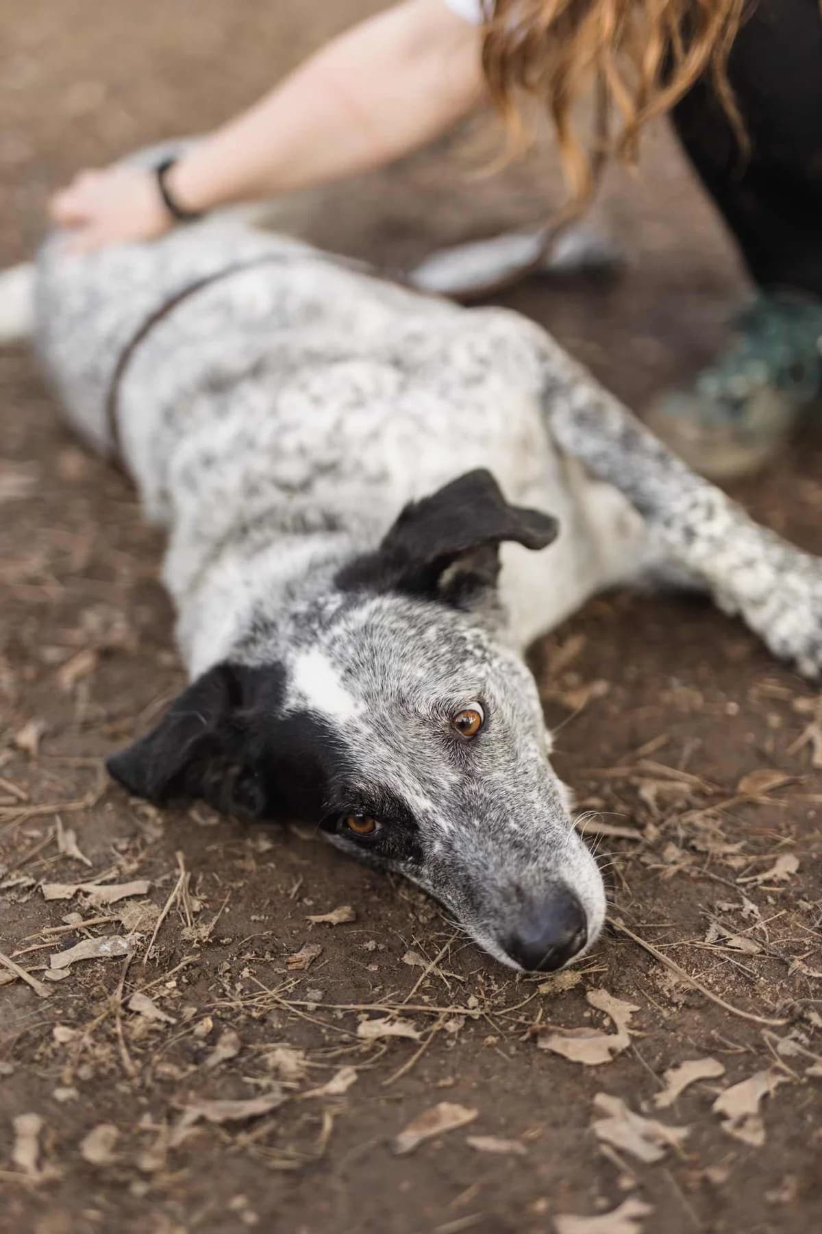Jole,  mixed breed for adoption at Pet Rescue Italia, Cornaredo — photo 2 of 11