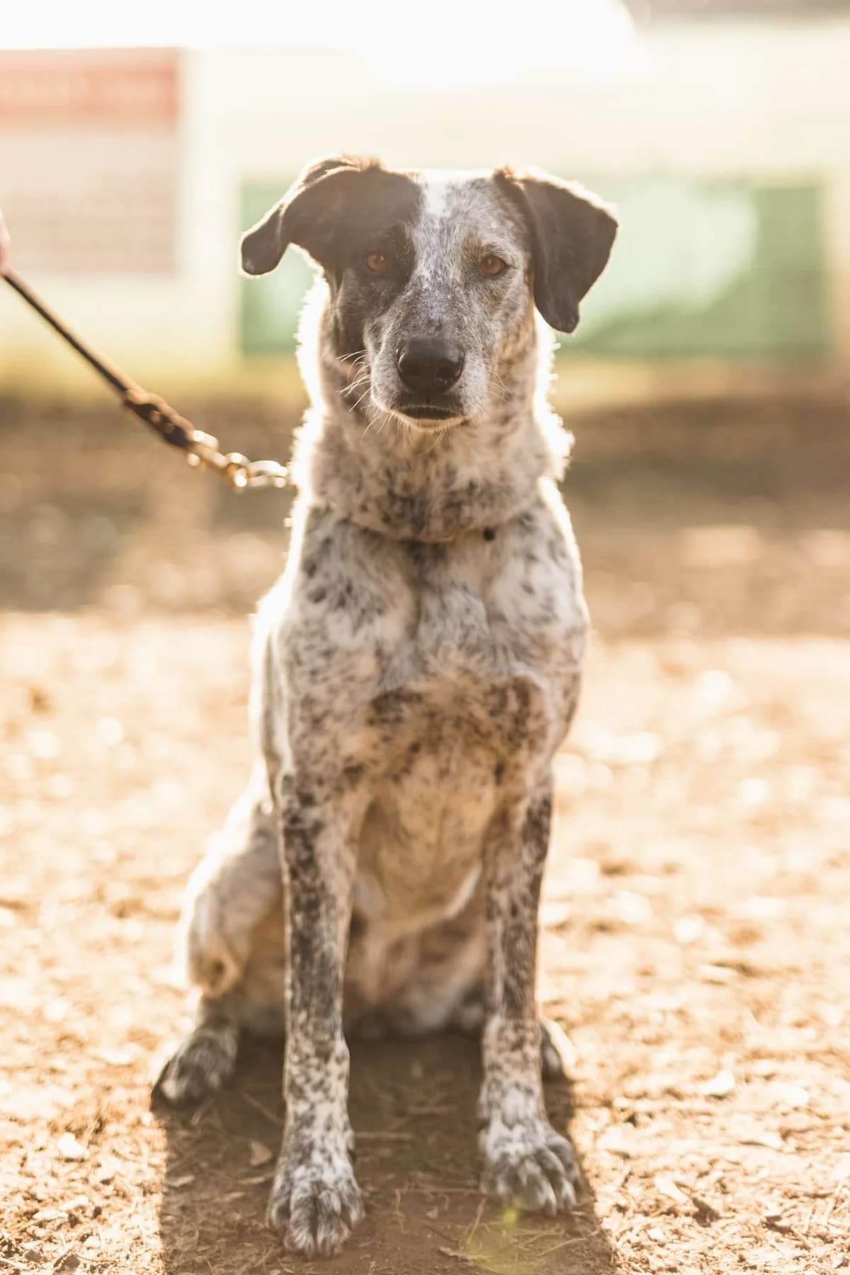 Jole,  5yo mixed breed for adoption at Pet Rescue Italia, Cornaredo