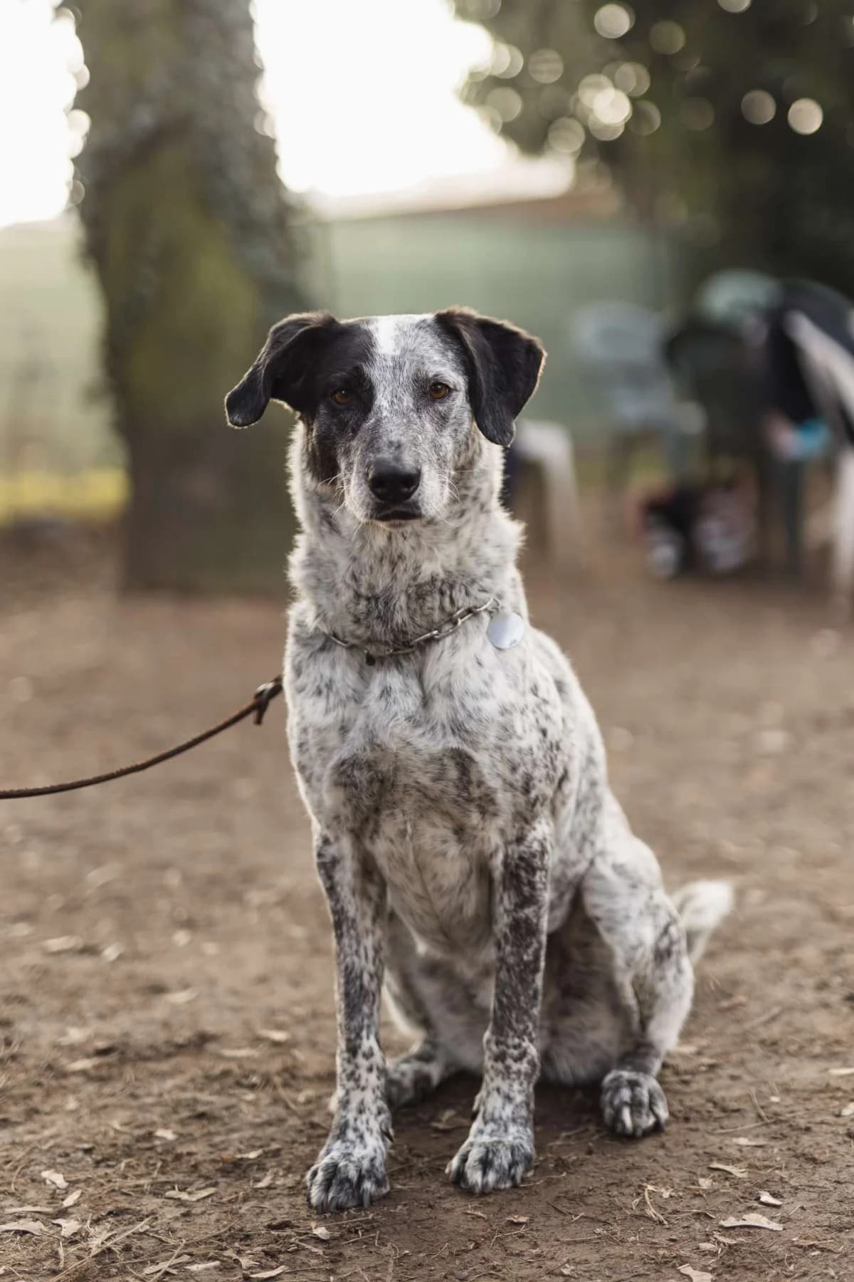 Jole,  mixed breed for adoption at Pet Rescue Italia, Cornaredo — photo 3 of 11