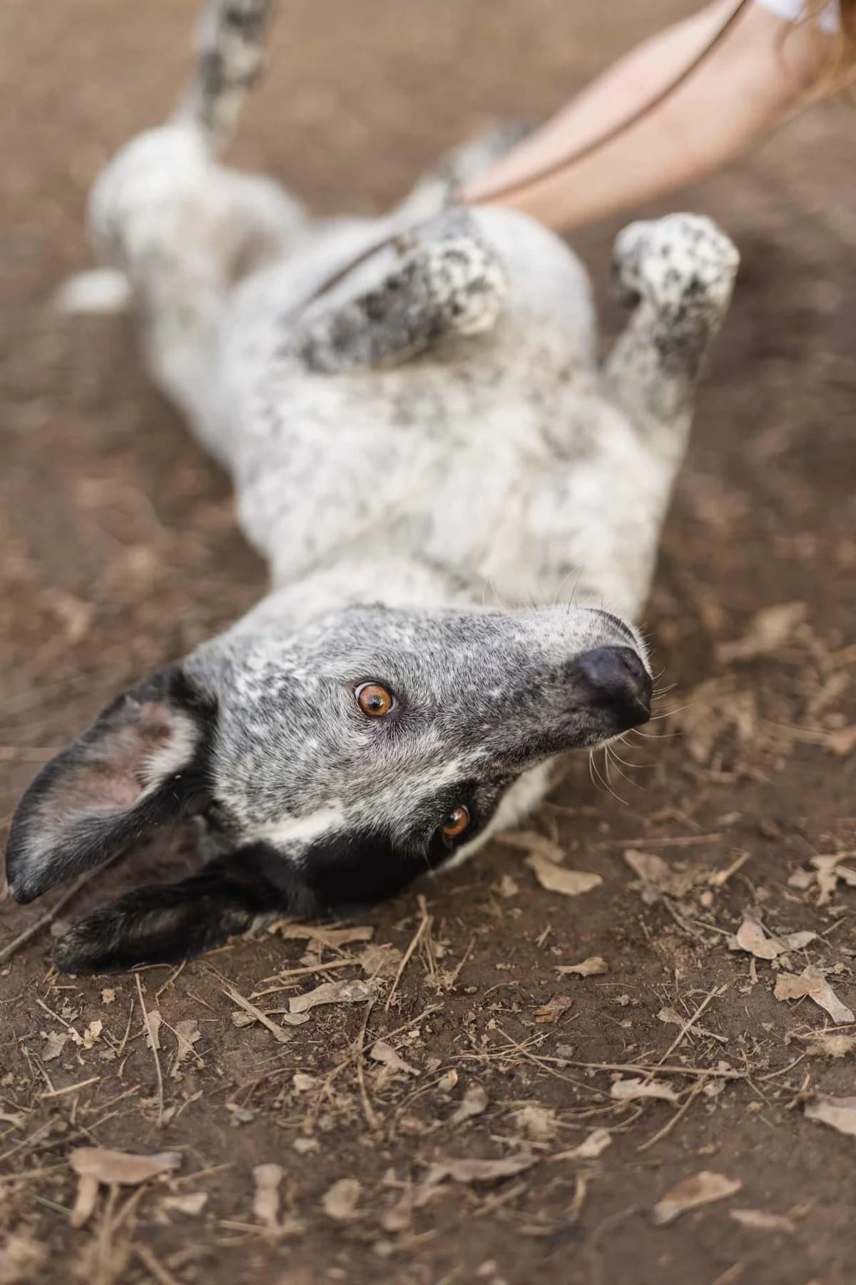Jole,  mixed breed for adoption at Pet Rescue Italia, Cornaredo — photo 4 of 11