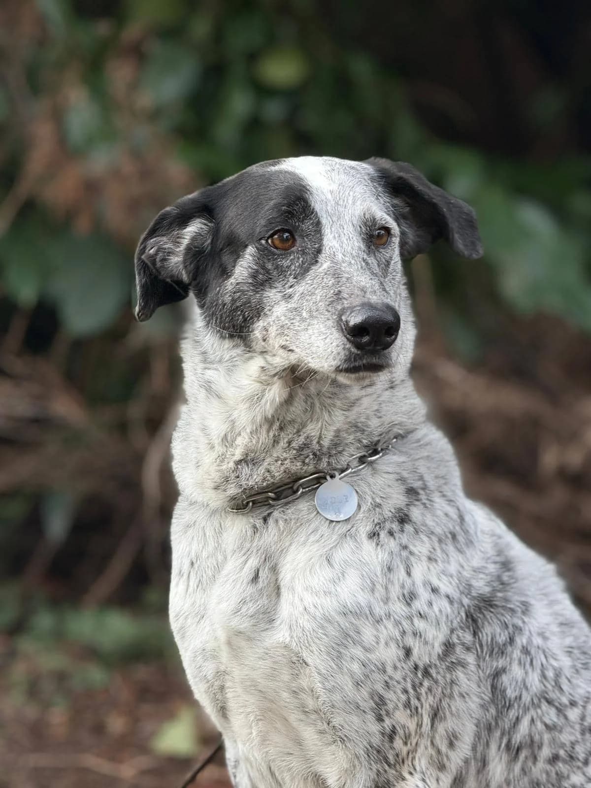 Jole,  5yo mixed breed for adoption at Pet Rescue Italia, Cornaredo