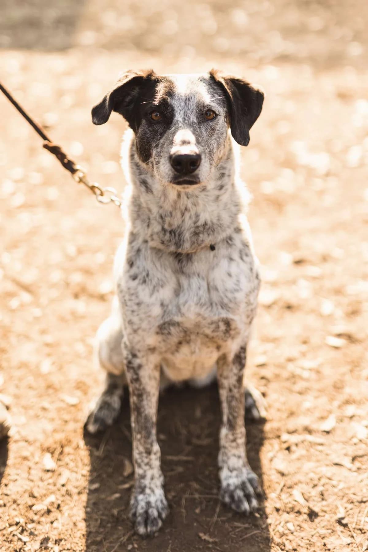 Jole,  5yo mixed breed for adoption at Pet Rescue Italia, Cornaredo