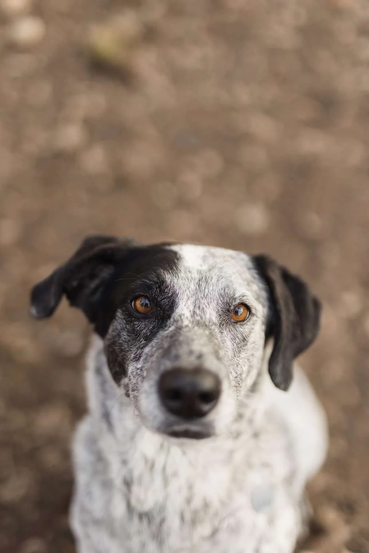 Jole,  5yo mixed breed for adoption at Pet Rescue Italia, Cornaredo