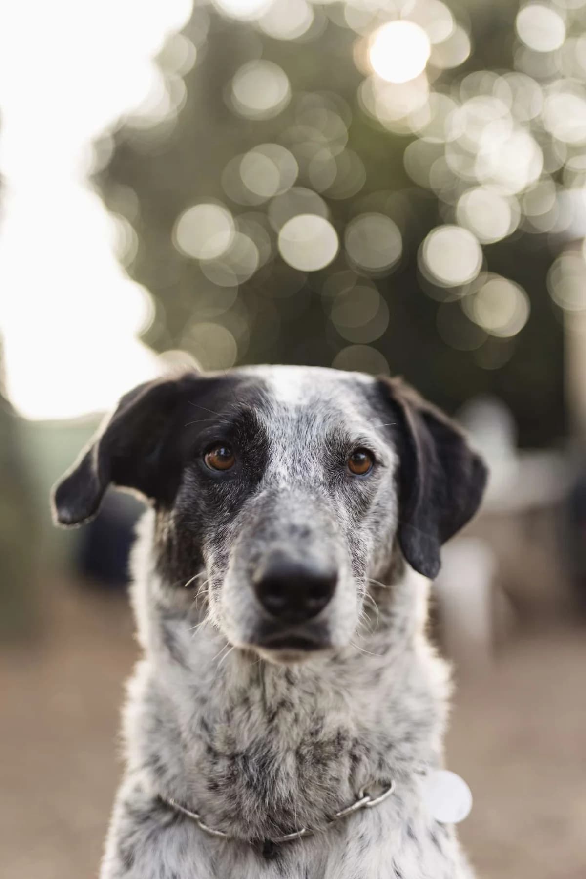 Jole,  5yo mixed breed for adoption at Pet Rescue Italia, Cornaredo
