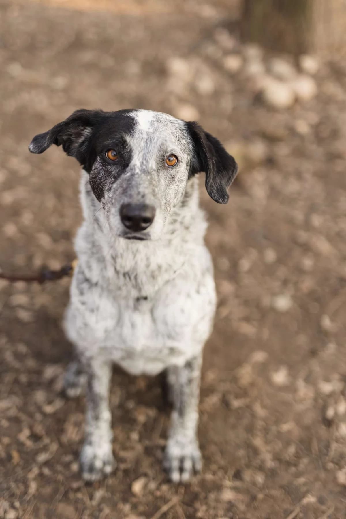 Jole, 5yo mixed breed for adoption at Pet Rescue Italia, Cornaredo