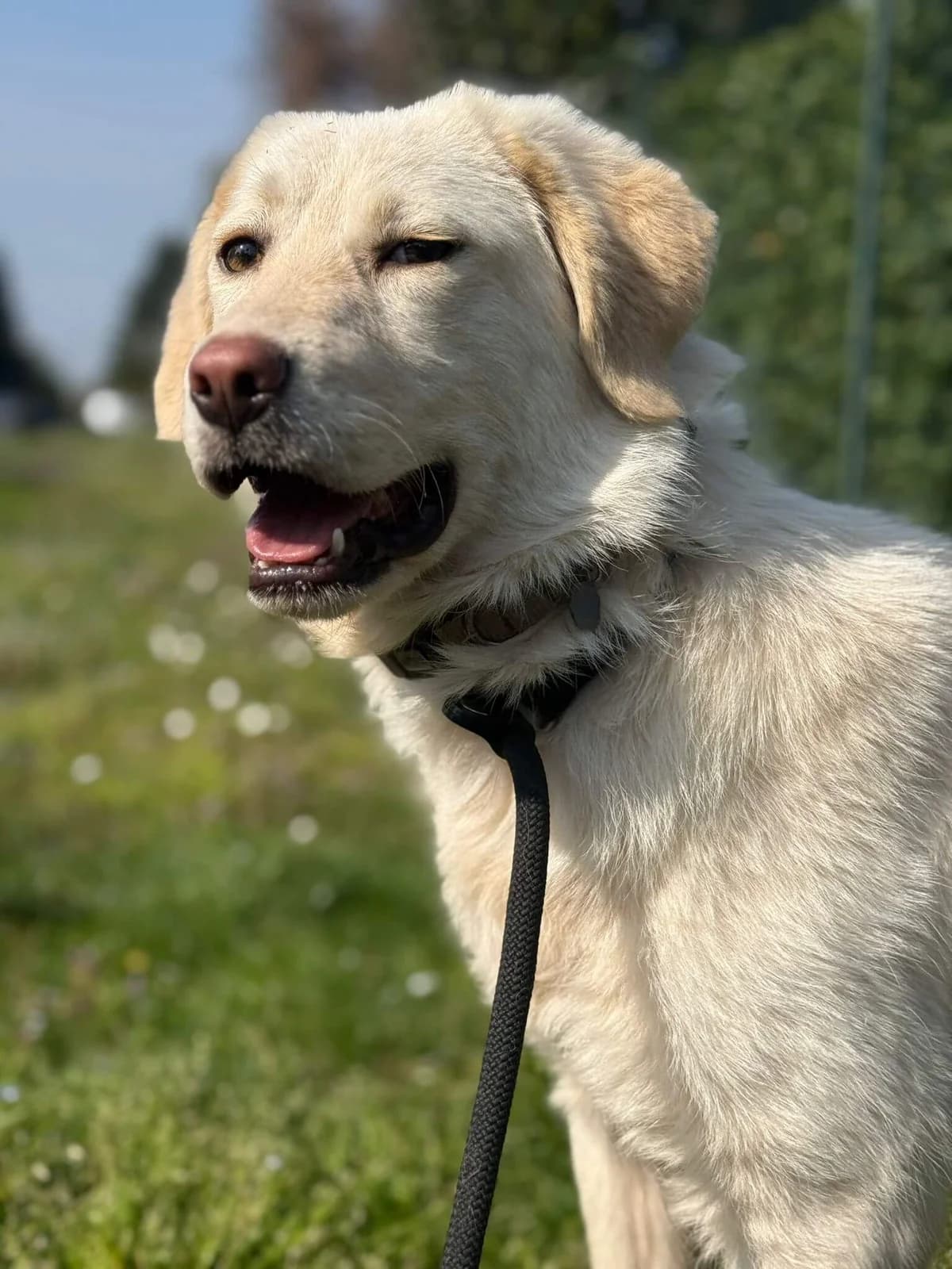 Maila, young mixed breed for adoption at Pet Rescue Italia, Cornaredo