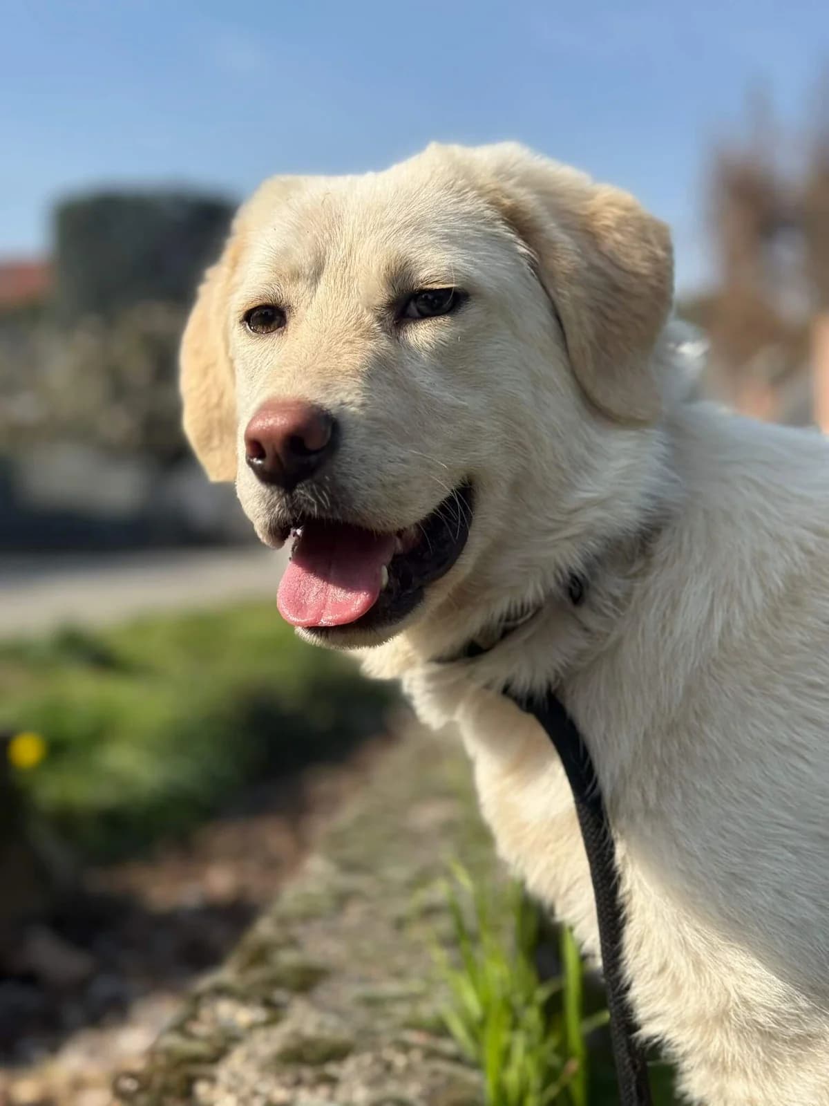 Maila,  mixed breed for adoption at Pet Rescue Italia, Cornaredo — photo 2 of 3