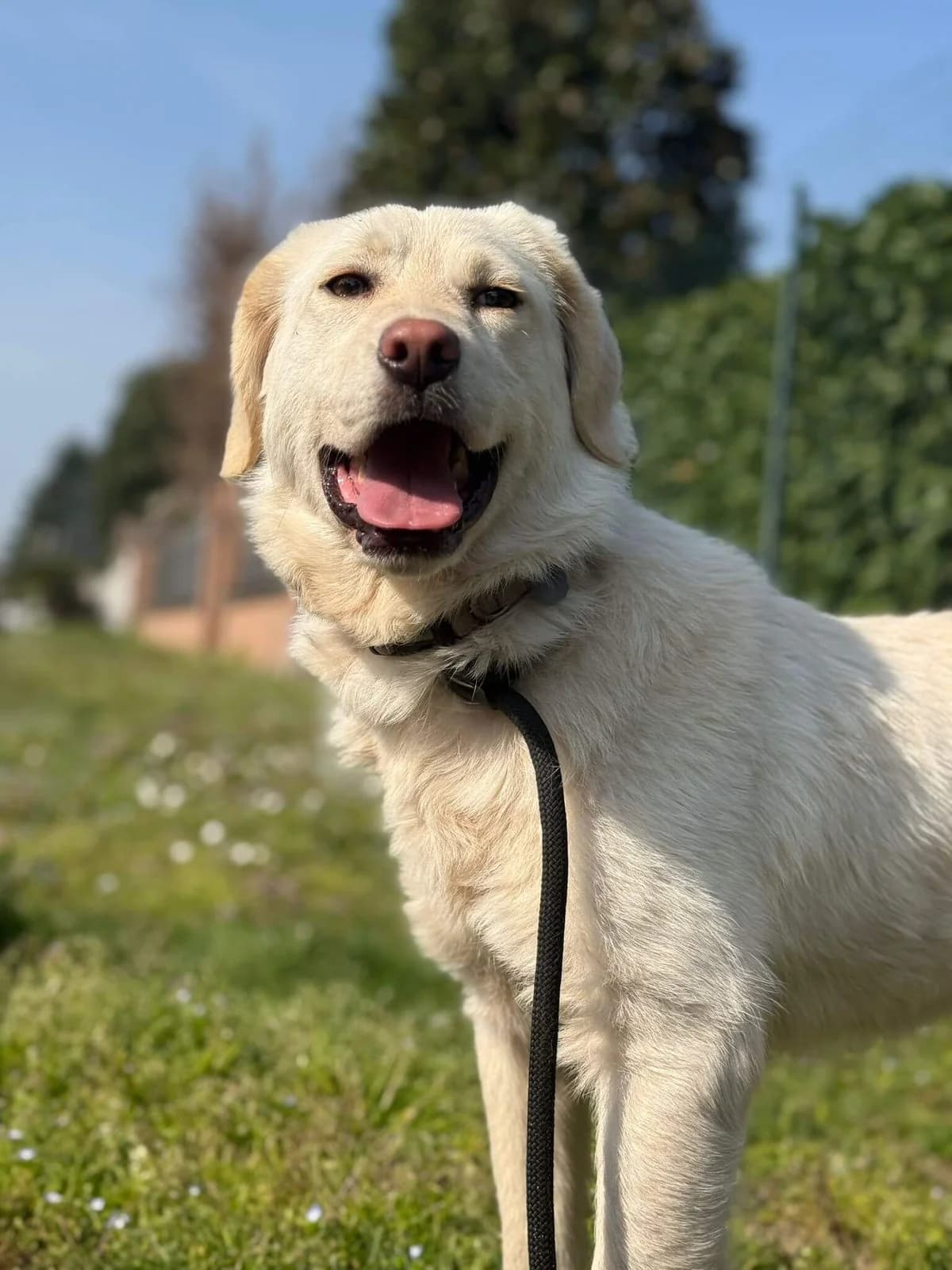 Maila,  mixed breed for adoption at Pet Rescue Italia, Cornaredo — photo 3 of 3