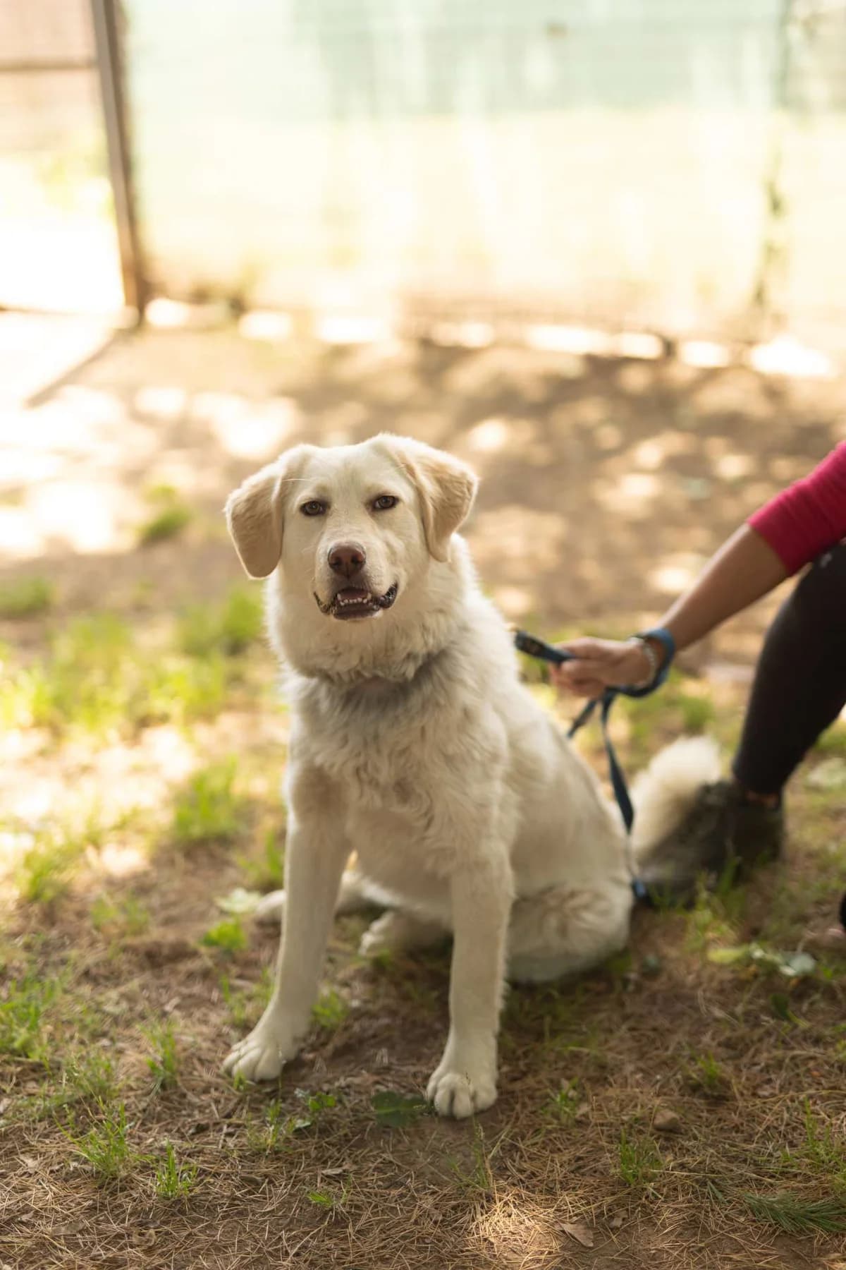 Maila,  young mixed breed for adoption at Pet Rescue Italia, Cornaredo