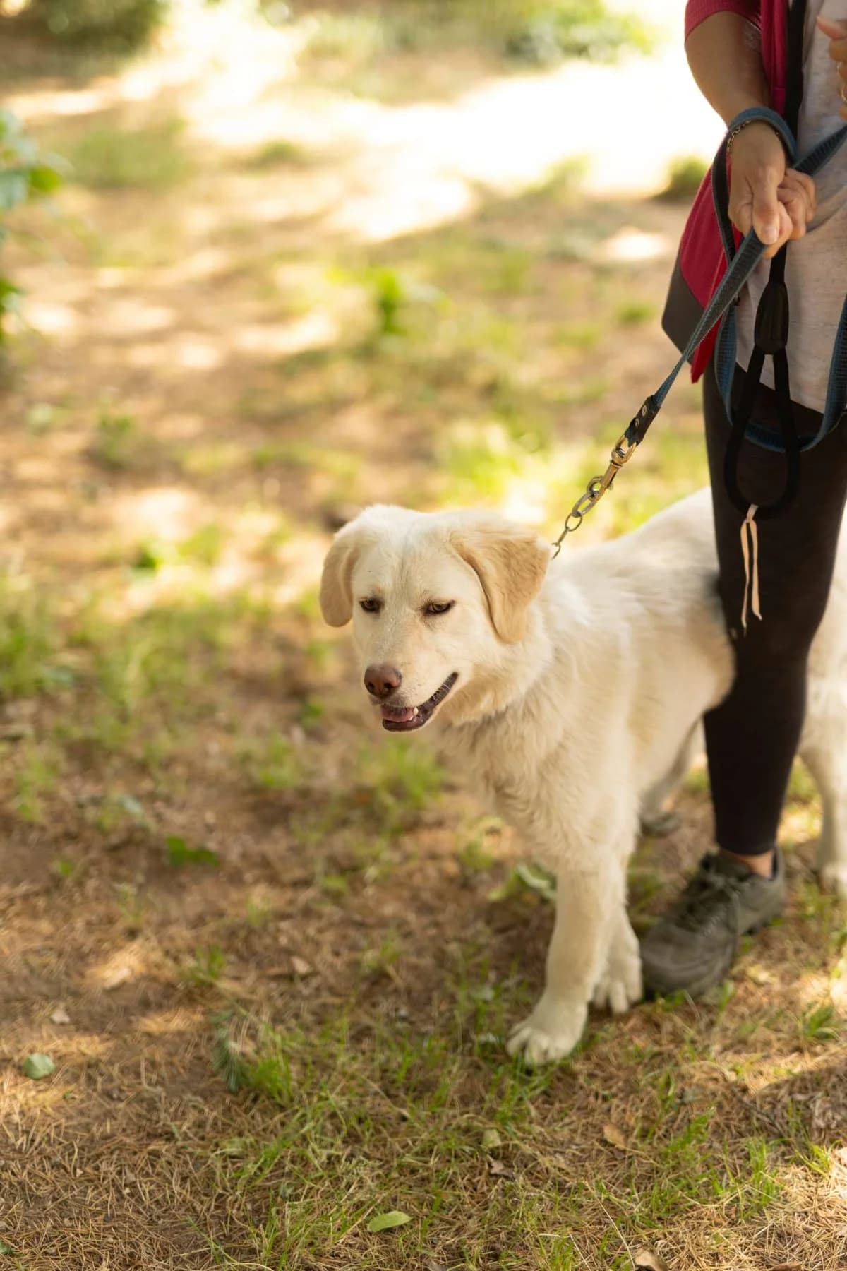 Maila,  young mixed breed for adoption at Pet Rescue Italia, Cornaredo