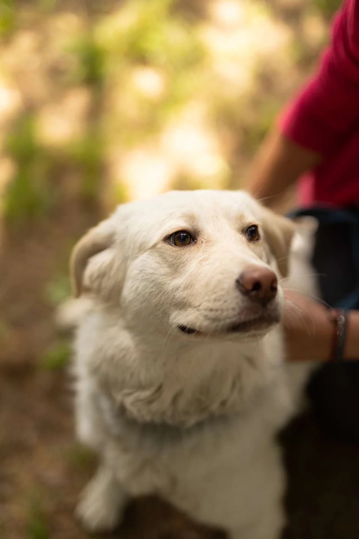 Maila,  young mixed breed for adoption at Pet Rescue Italia, Cornaredo