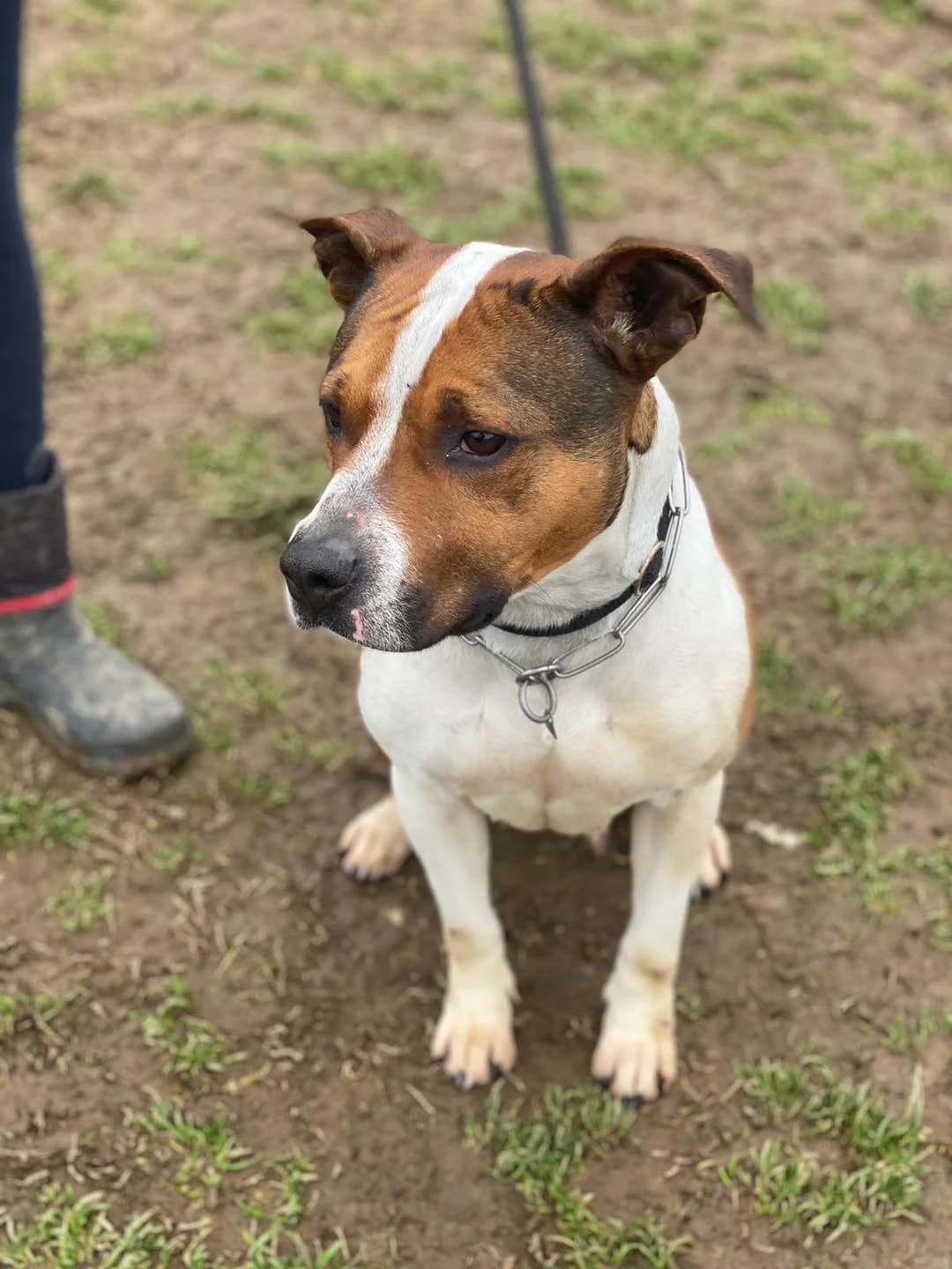 Margot, female mixed breed for adoption at Pet Rescue Italia, Cornaredo