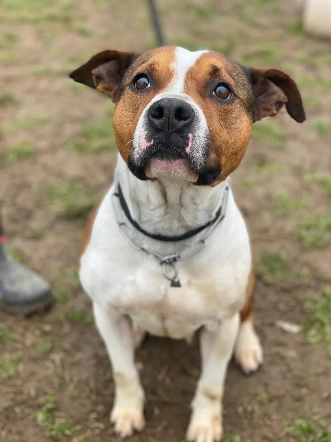 Margot, female mixed breed for adoption at Pet Rescue Italia, Cornaredo — photo 2 of 3