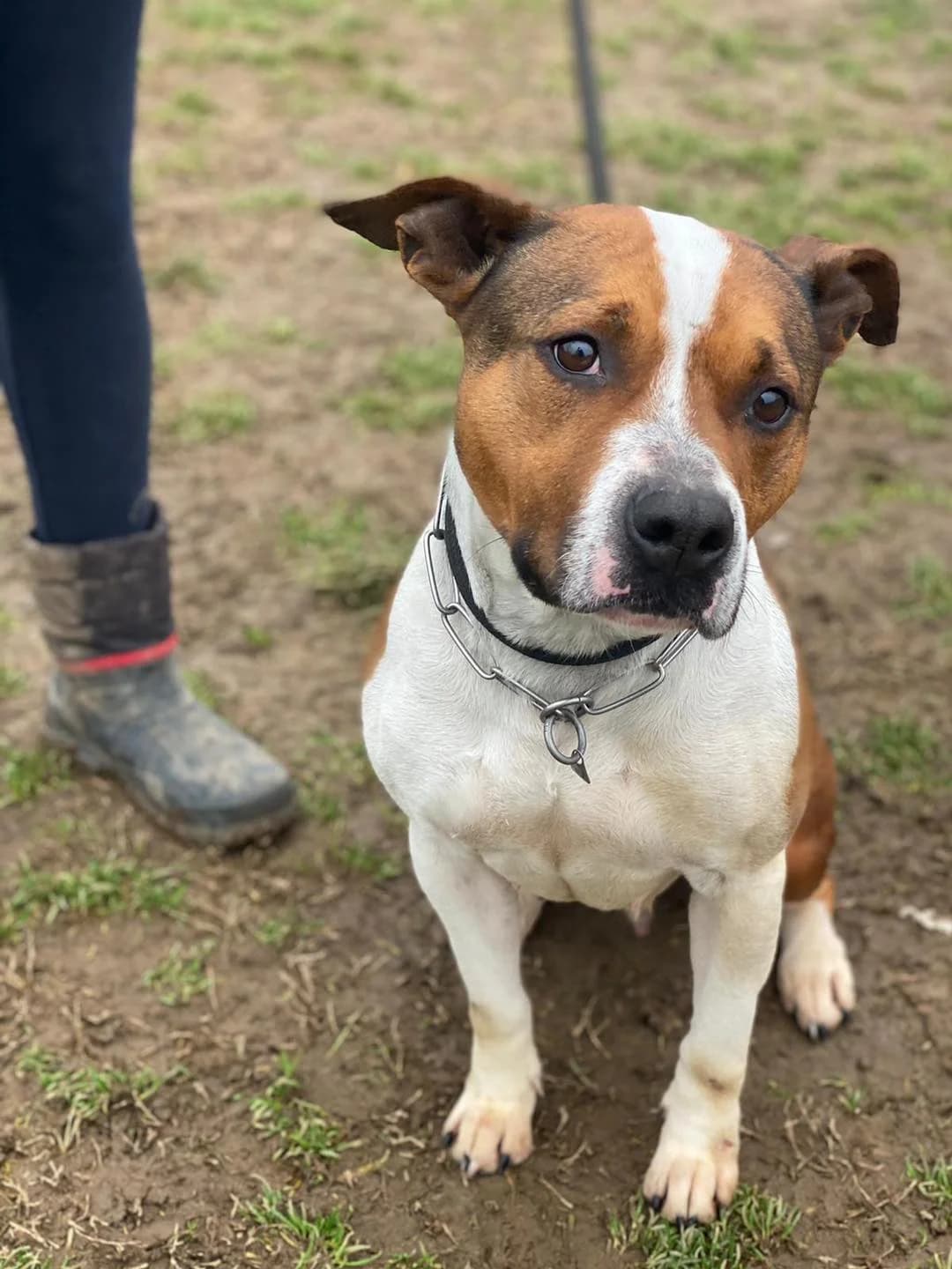Margot, female mixed breed for adoption at Pet Rescue Italia, Cornaredo — photo 3 of 3