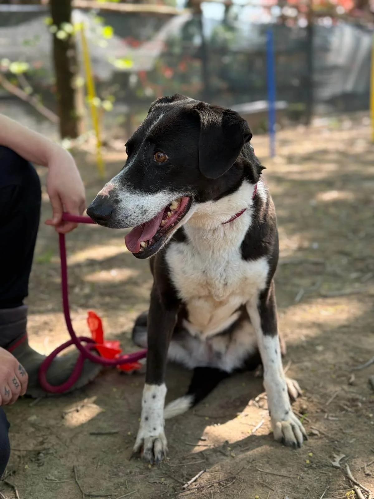 Minnie, mixed breed for adoption at Pet Rescue Italia, Cornaredo