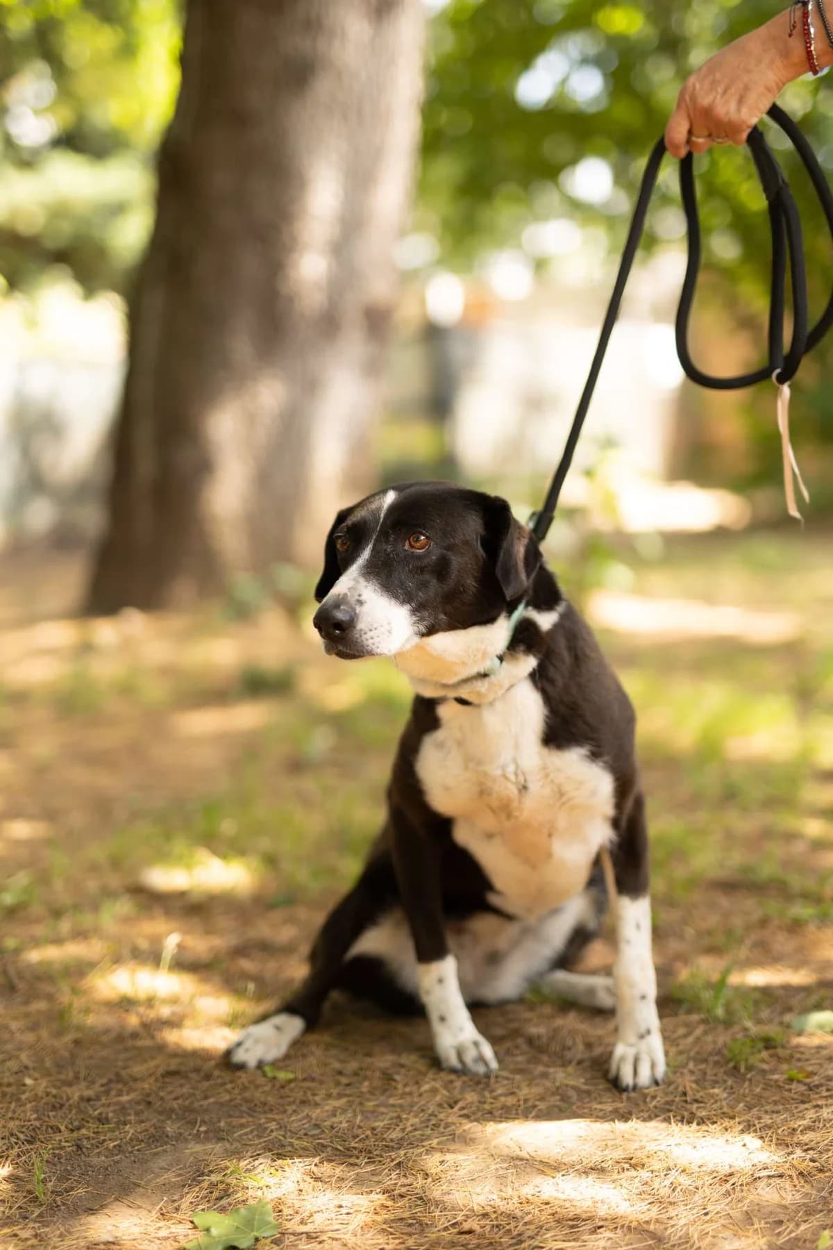 Minnie, mixed breed for adoption at Pet Rescue Italia, Cornaredo