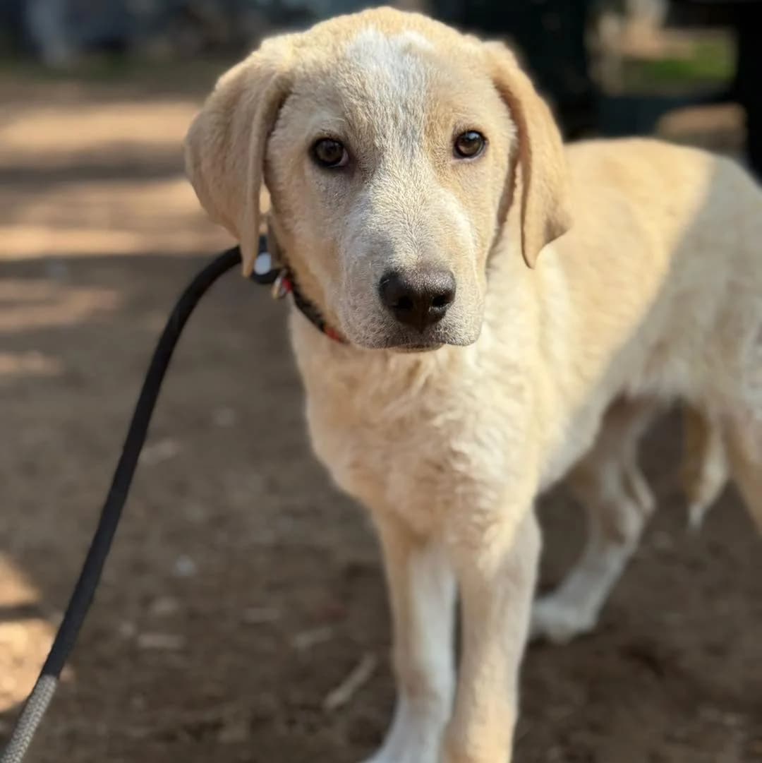 Mirko,  Mixed Breed for adoption at Pet Rescue Italia, Cornaredo