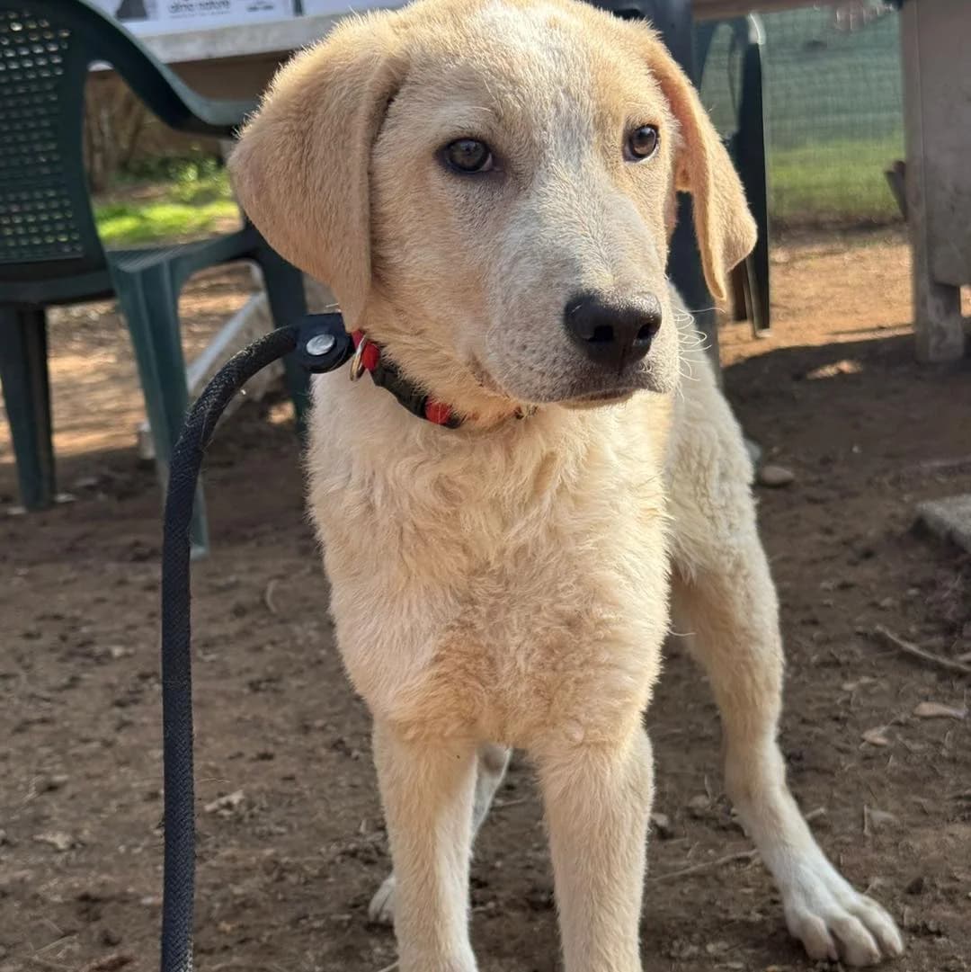 Mirko,  Mixed Breed for adoption at Pet Rescue Italia, Cornaredo — photo 2 of 3