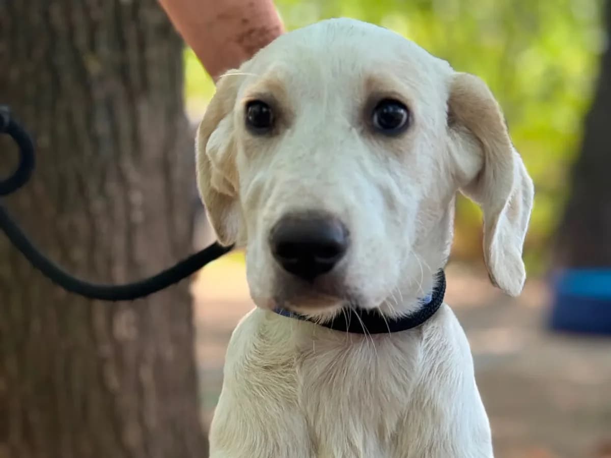 Mirò,  (Pet Rescue Italia)