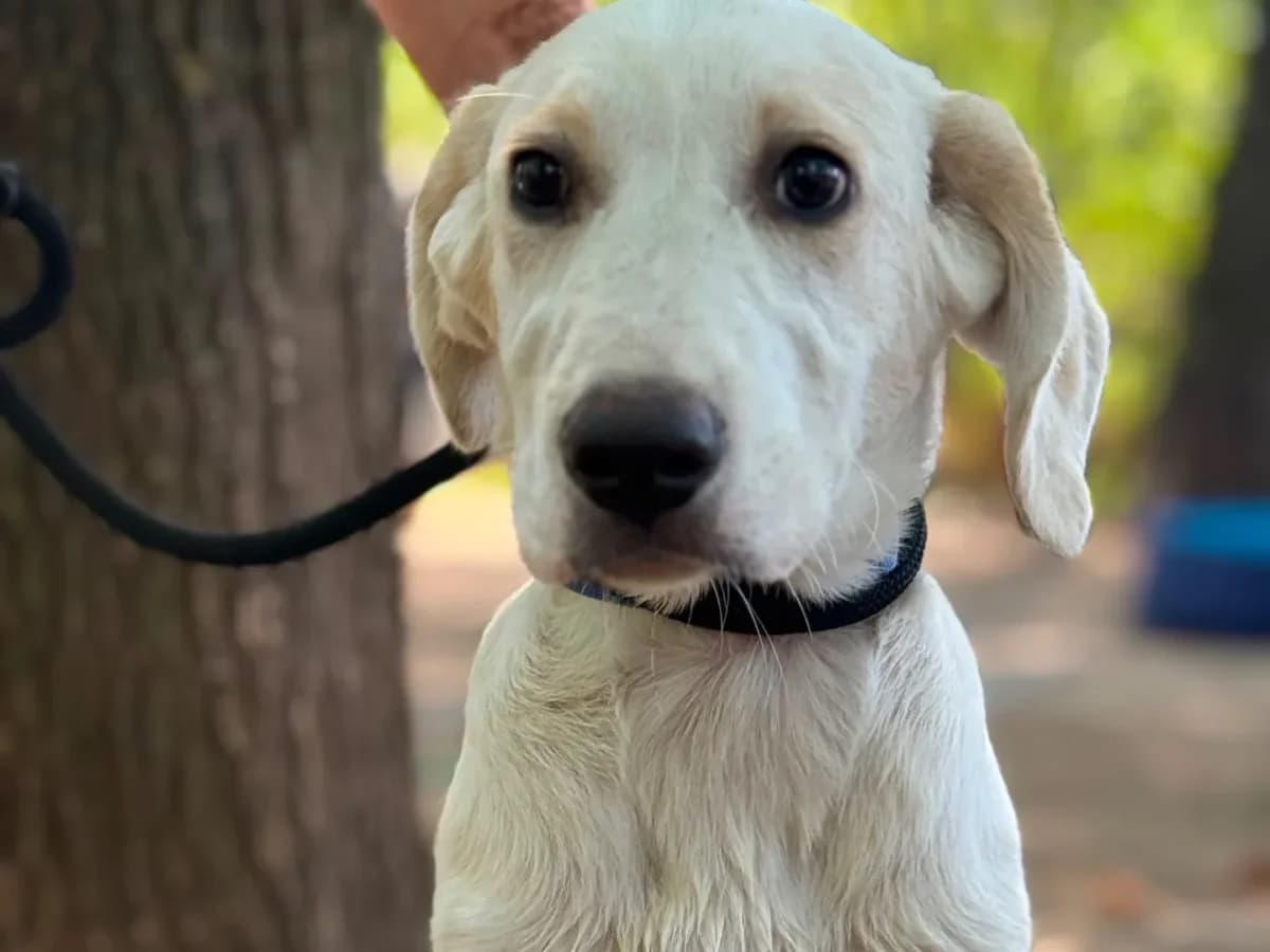 Mirò,  puppy mixed breed for adoption at Pet Rescue Italia, Cornaredo
