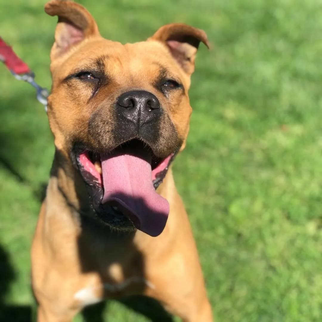 Morgan,  Mixed Breed for adoption at Pet Rescue Italia, Cornaredo