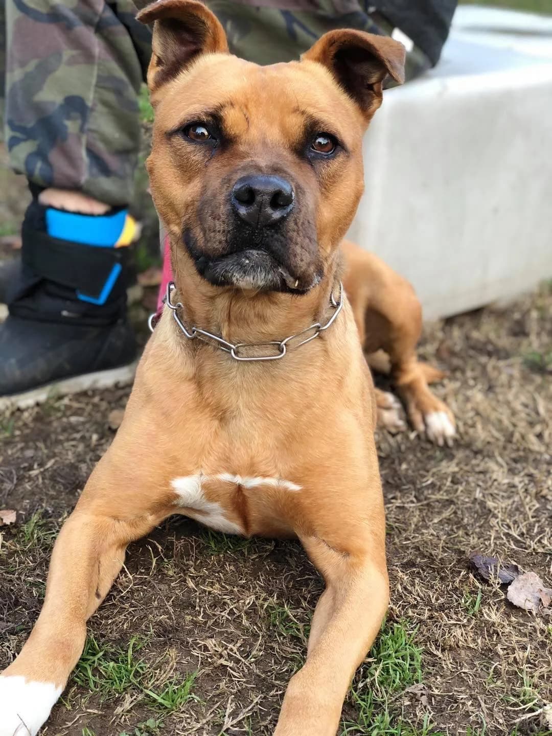 Morgan,  Mixed Breed for adoption at Pet Rescue Italia, Cornaredo — photo 2 of 3