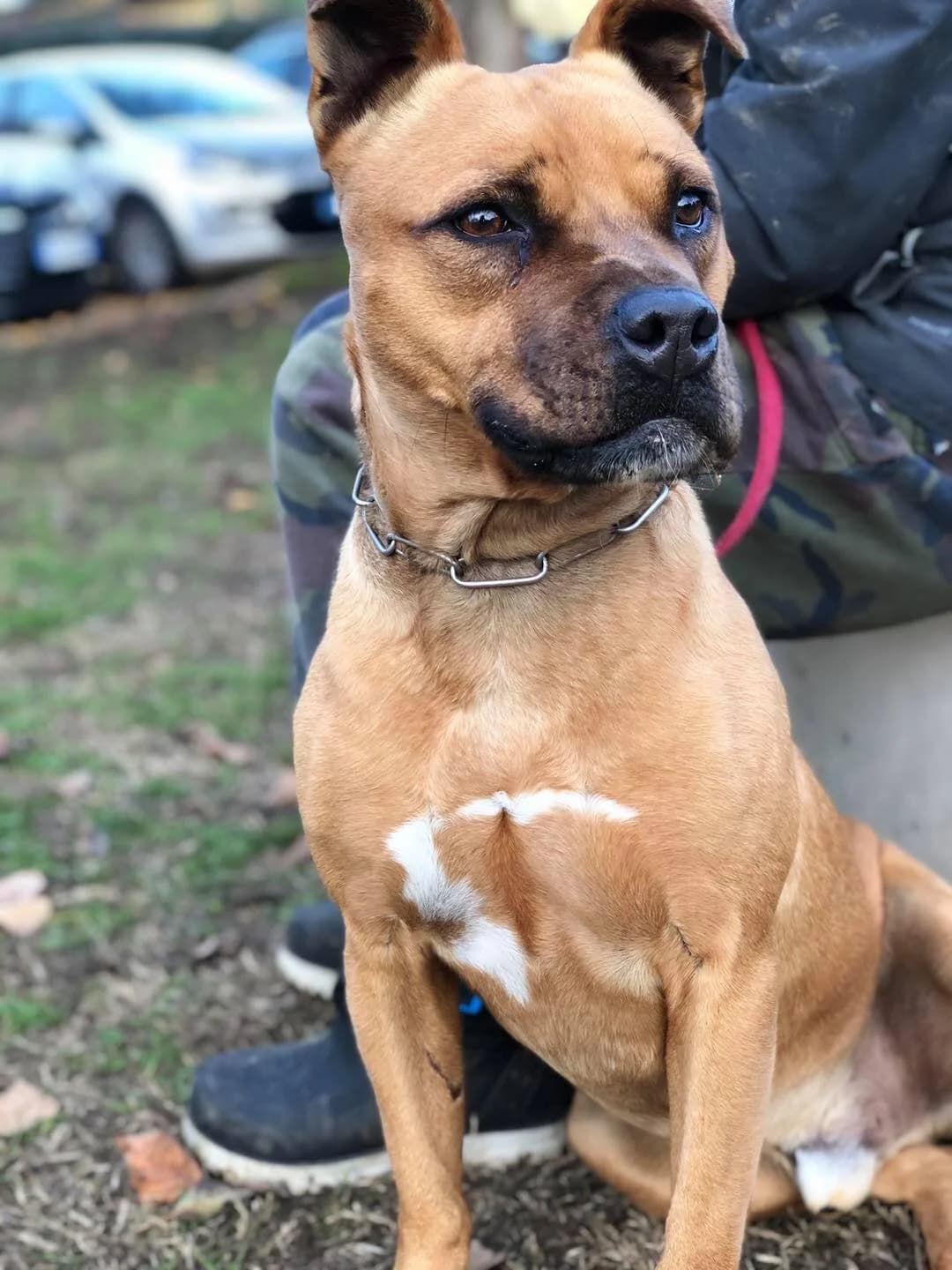 Morgan,  Mixed Breed for adoption at Pet Rescue Italia, Cornaredo — photo 3 of 3