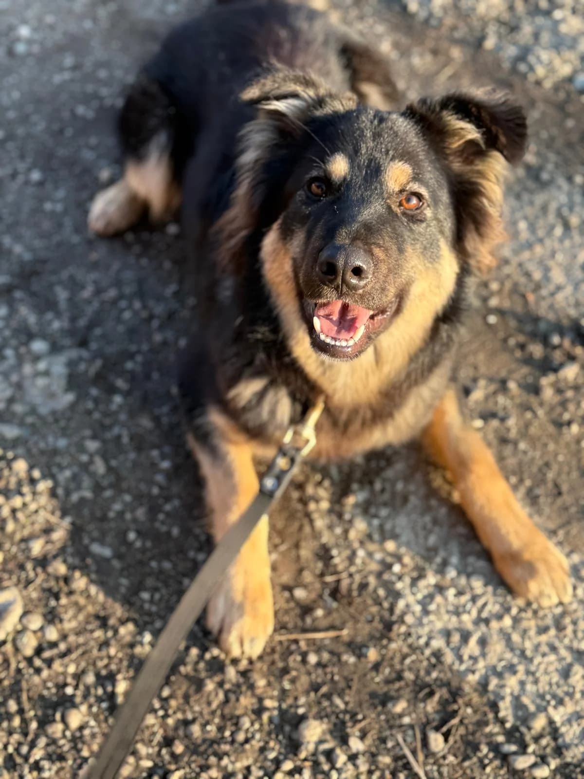 Muffin,  mixed breed for adoption at Pet Rescue Italia, Cornaredo