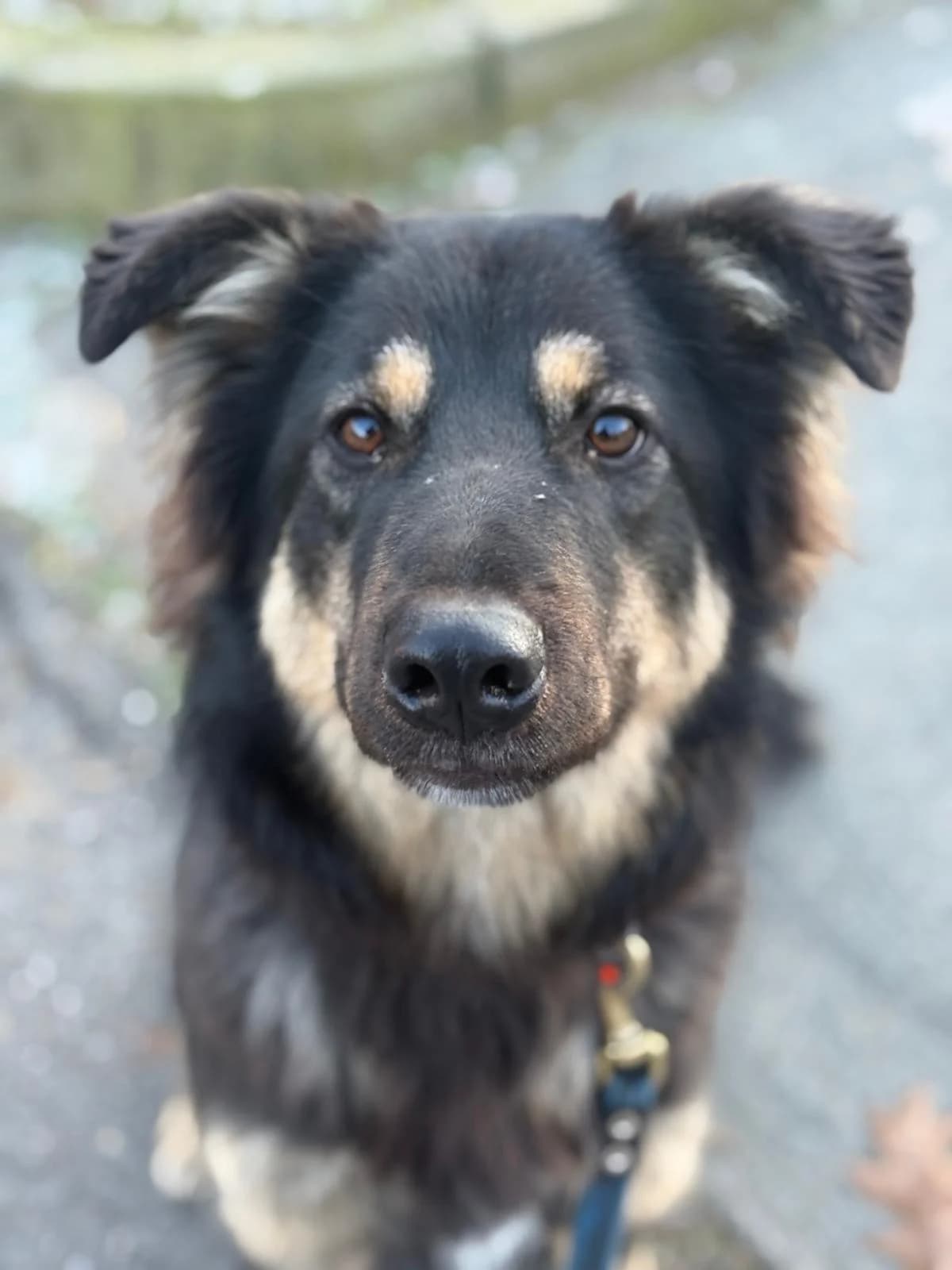Muffin,  mixed breed for adoption at Pet Rescue Italia, Cornaredo — photo 2 of 7