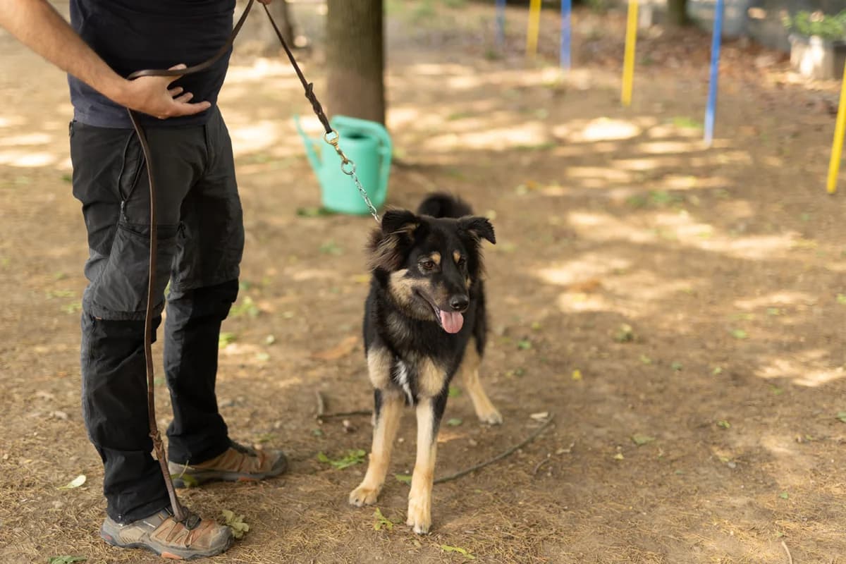 Muffin,  young mixed breed for adoption at Pet Rescue Italia, Cornaredo