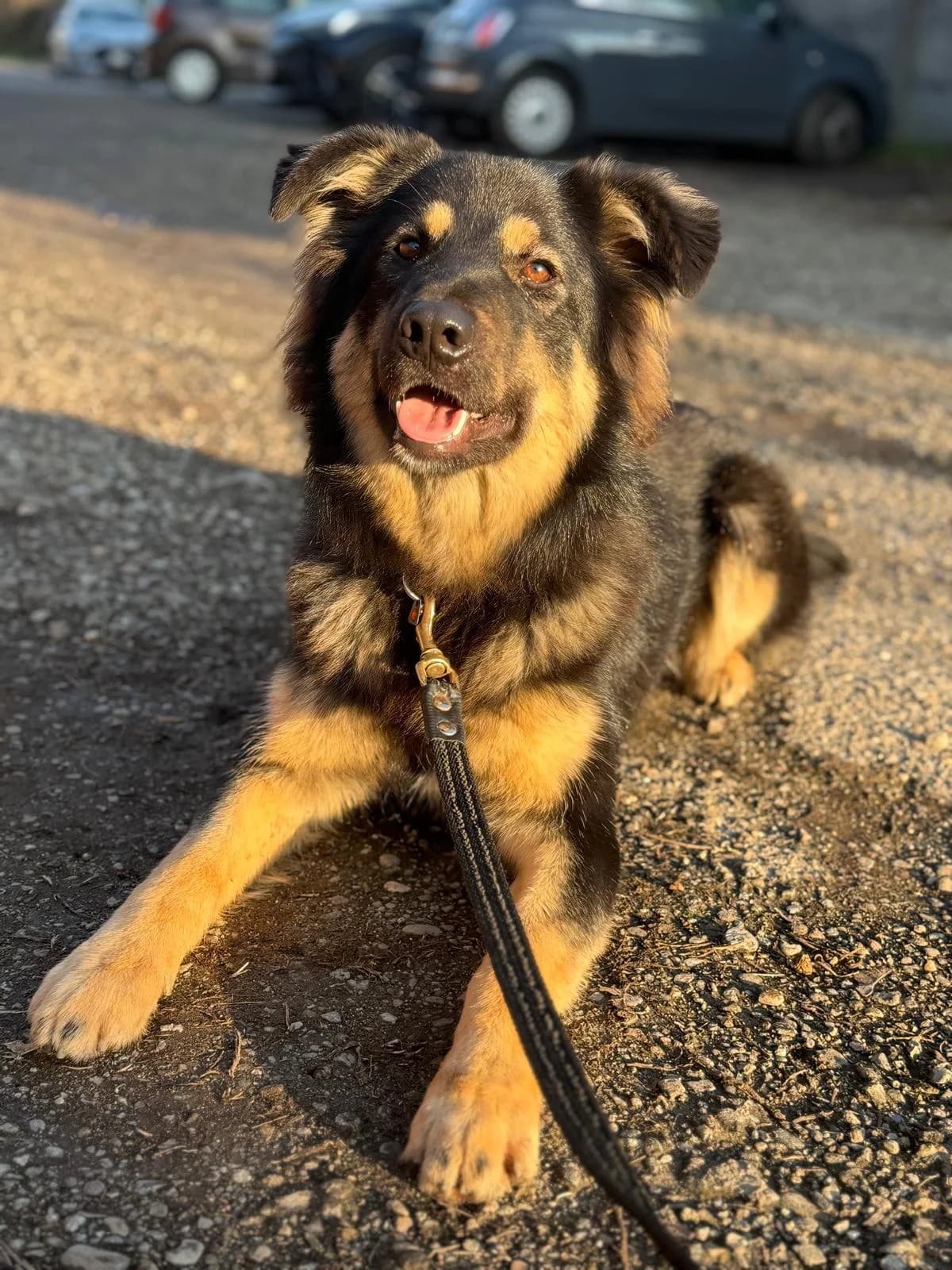 Muffin,  mixed breed for adoption at Pet Rescue Italia, Cornaredo — photo 3 of 7