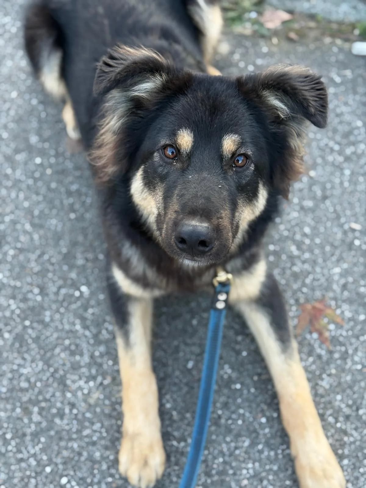 Muffin,  mixed breed for adoption at Pet Rescue Italia, Cornaredo — photo 4 of 7