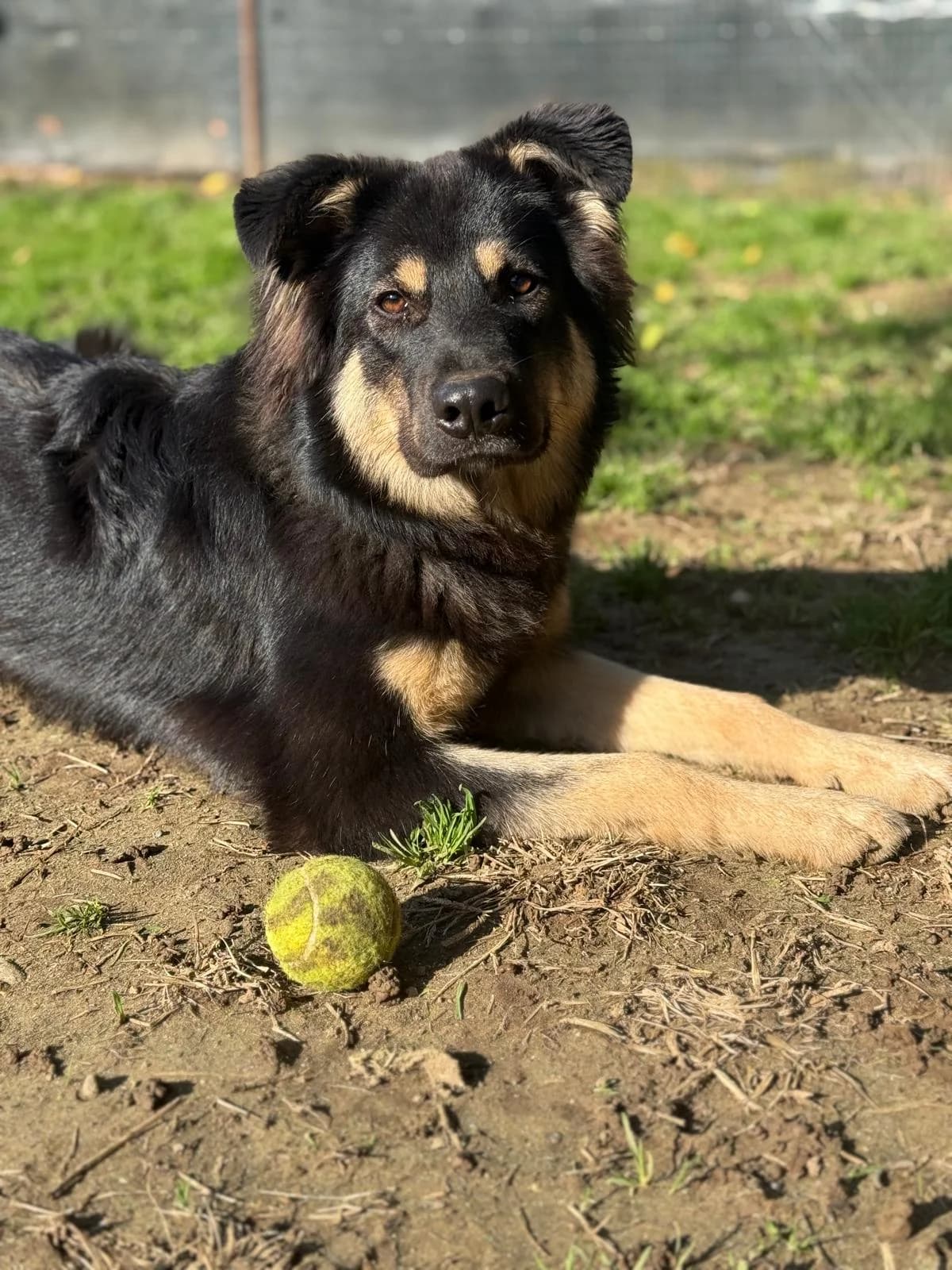Muffin,  young mixed breed for adoption at Pet Rescue Italia, Cornaredo