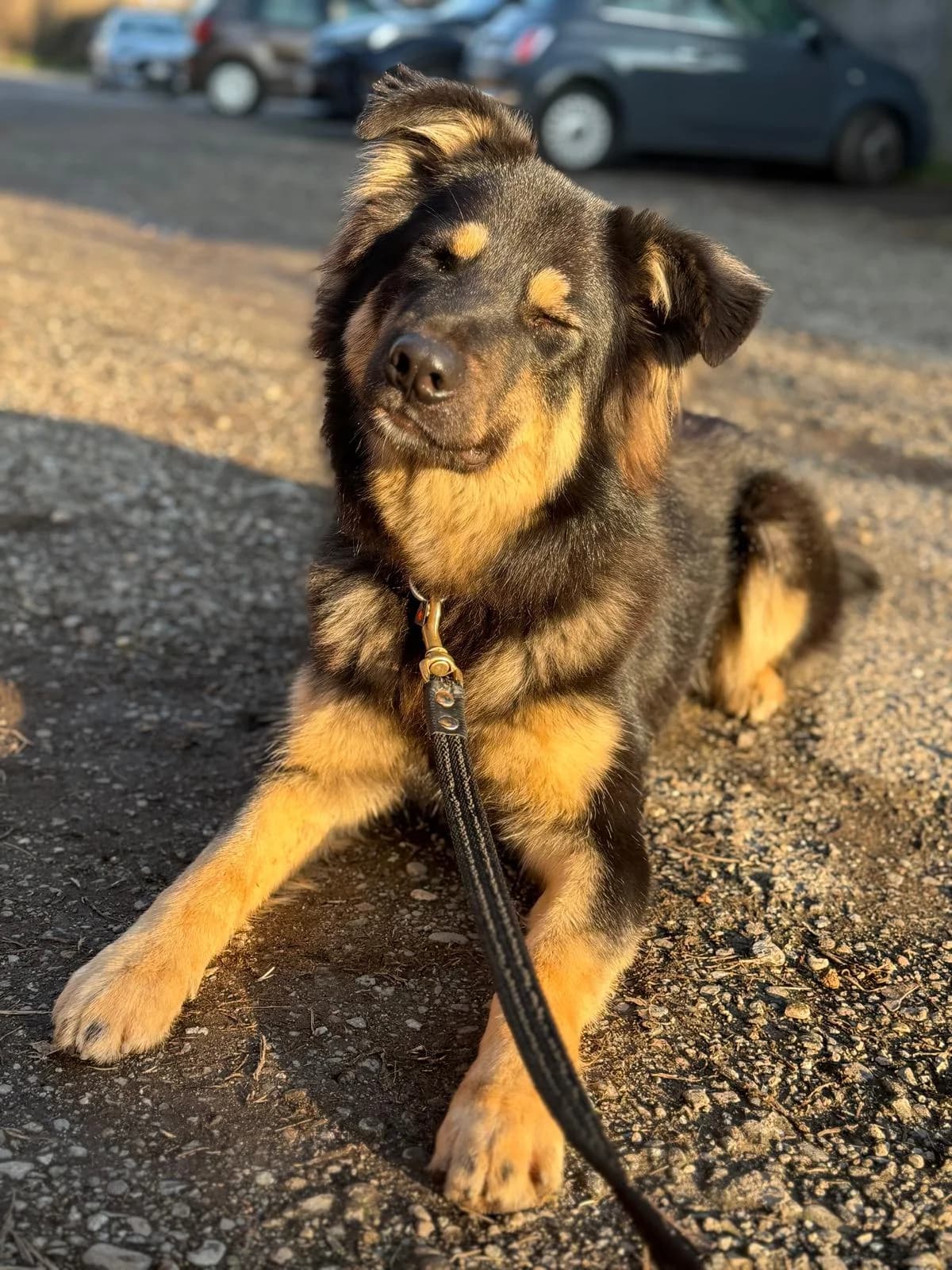 Muffin,  mixed breed for adoption at Pet Rescue Italia, Cornaredo — photo 6 of 7