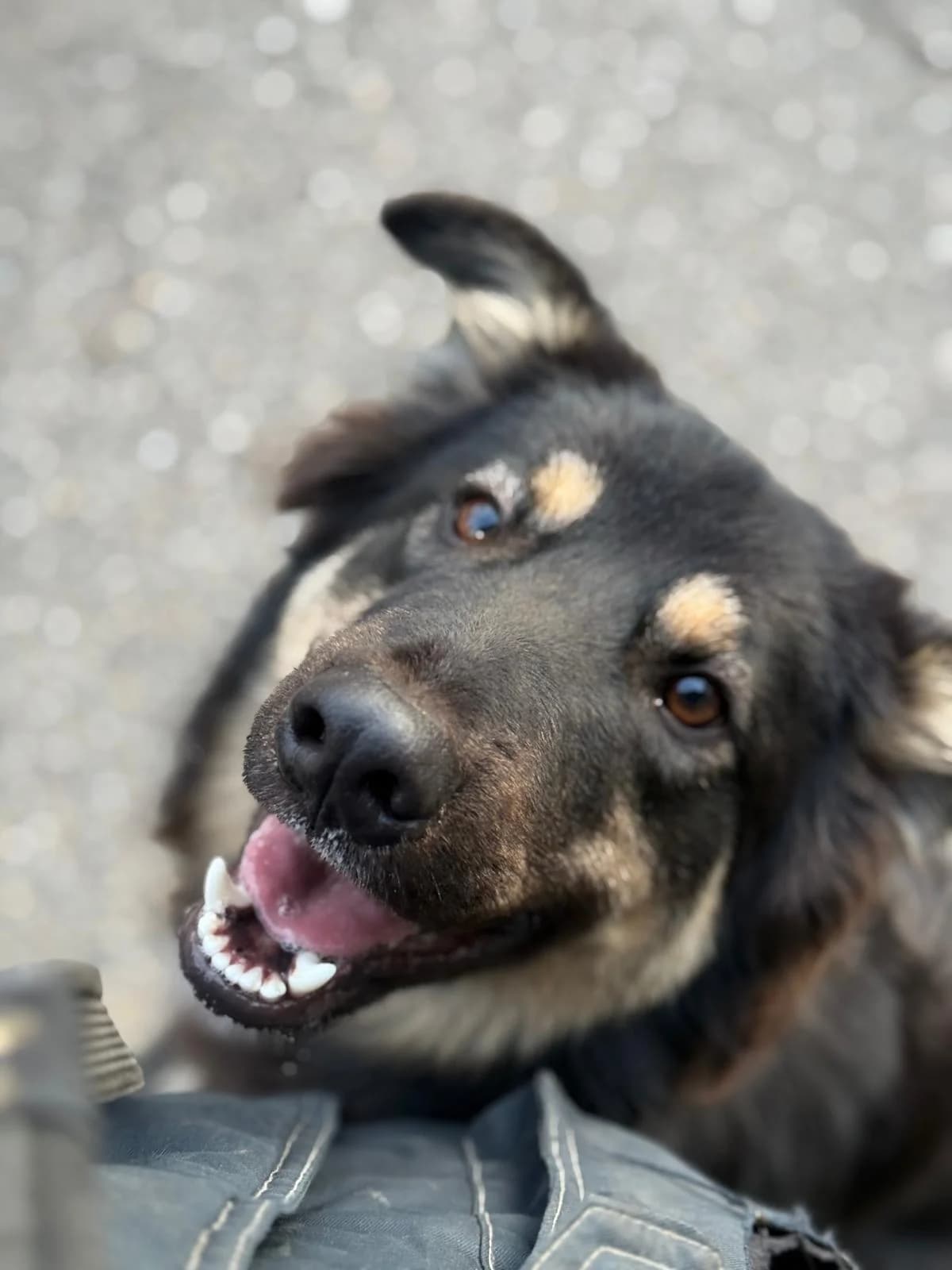 Muffin, young mixed breed for adoption at Pet Rescue Italia, Cornaredo