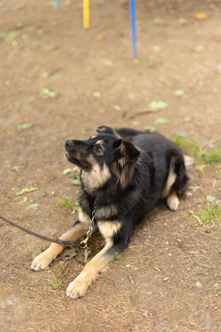Muffin,  young mixed breed for adoption at Pet Rescue Italia, Cornaredo