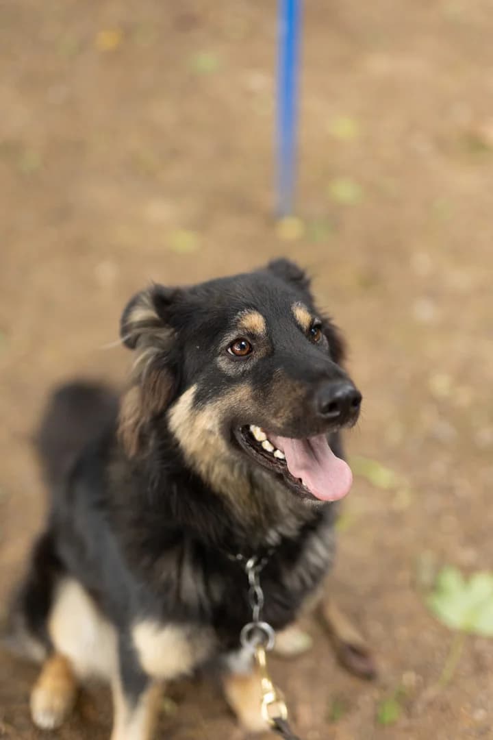 Muffin, young mixed breed for adoption at Pet Rescue Italia, Cornaredo